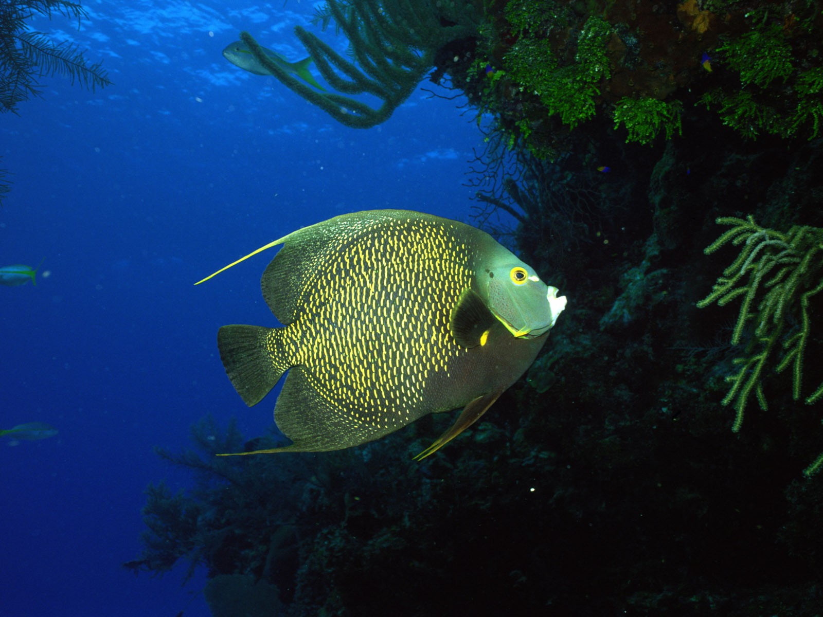 Zábava Underwater World (2) #18 - 1600x1200
