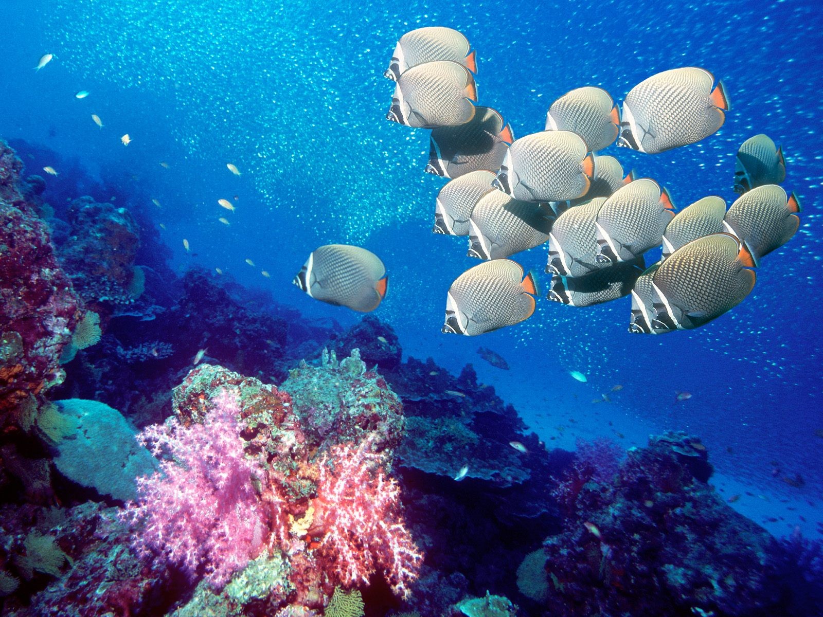 海洋生物壁紙精選(一) #1 - 1600x1200