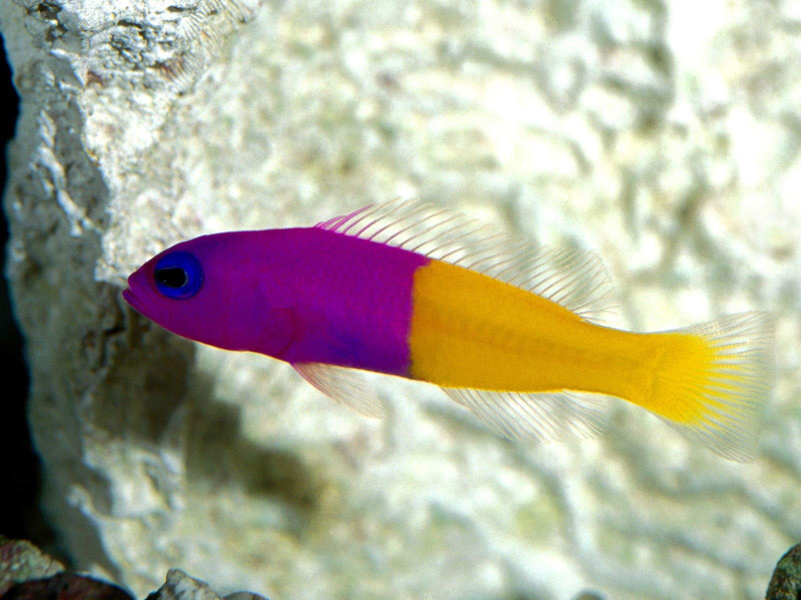 海洋生物壁紙精選(一) #4 - 1600x1200