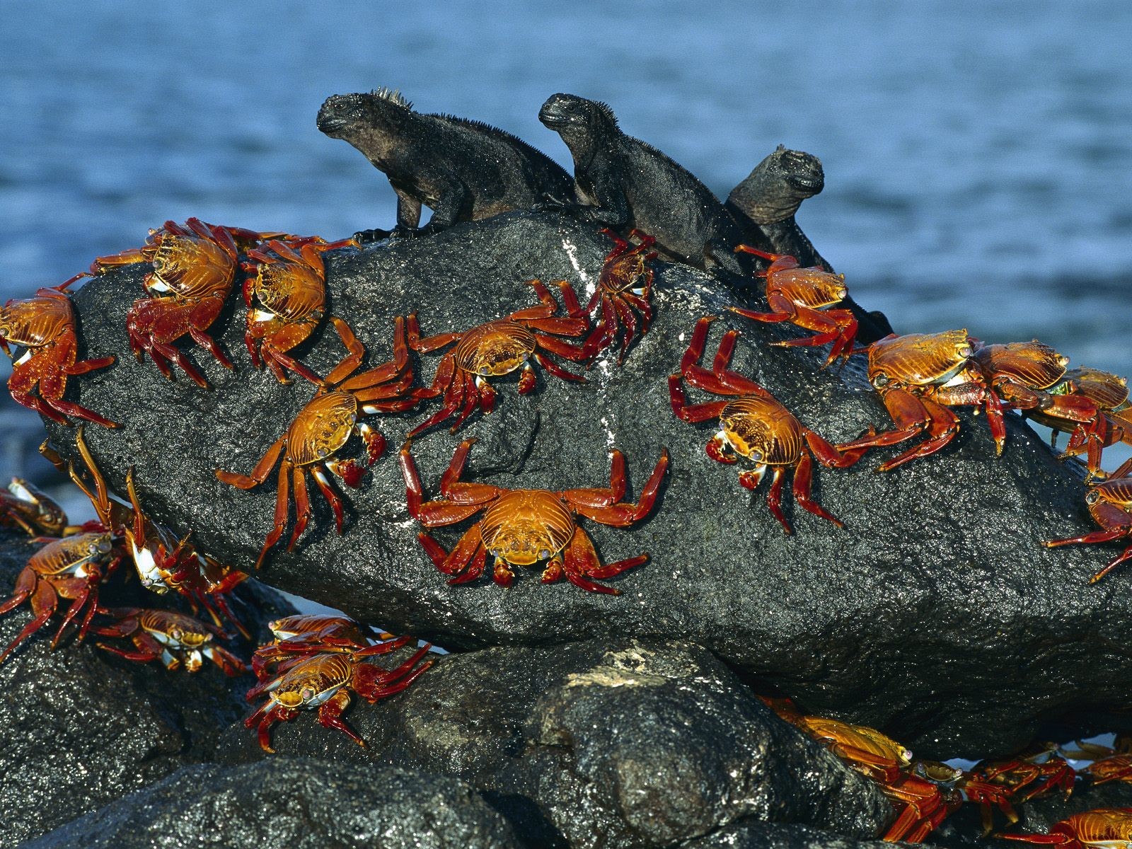 海洋生物壁紙精選(一) #5 - 1600x1200