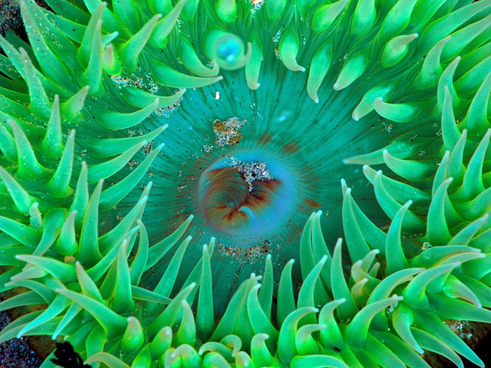 海洋生物壁紙精選(一) #12 - 1600x1200