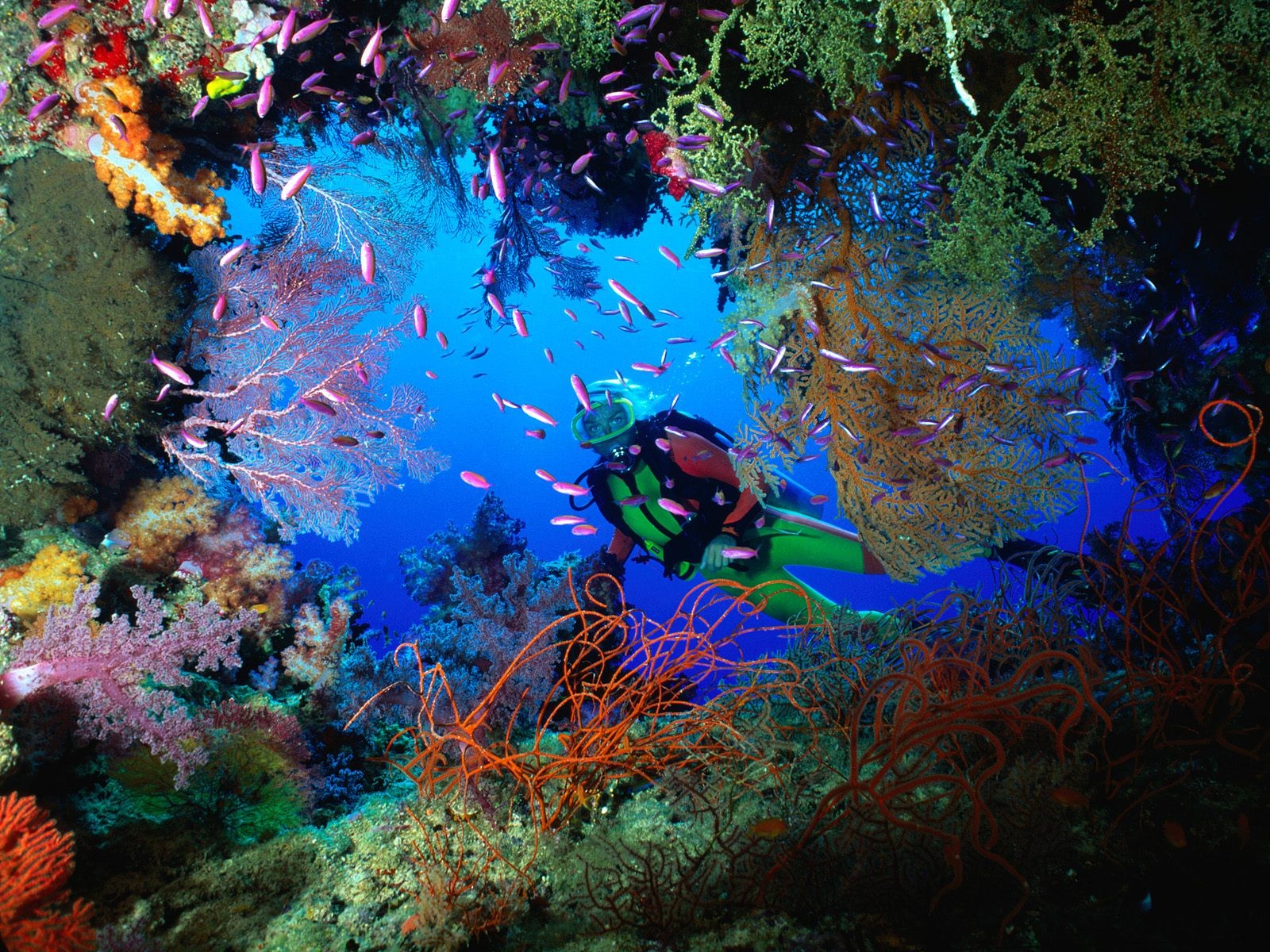 海洋生物壁紙精選(一) #19 - 1600x1200