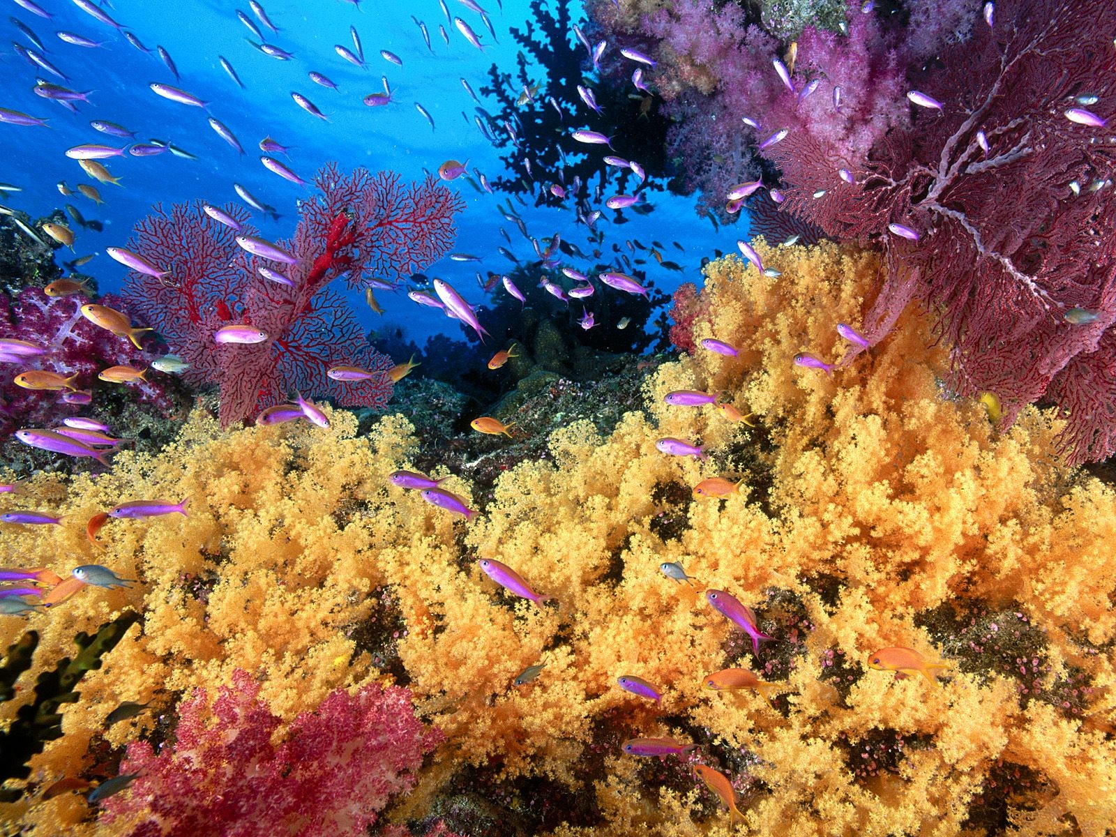 海洋生物壁紙精選(一) #20 - 1600x1200