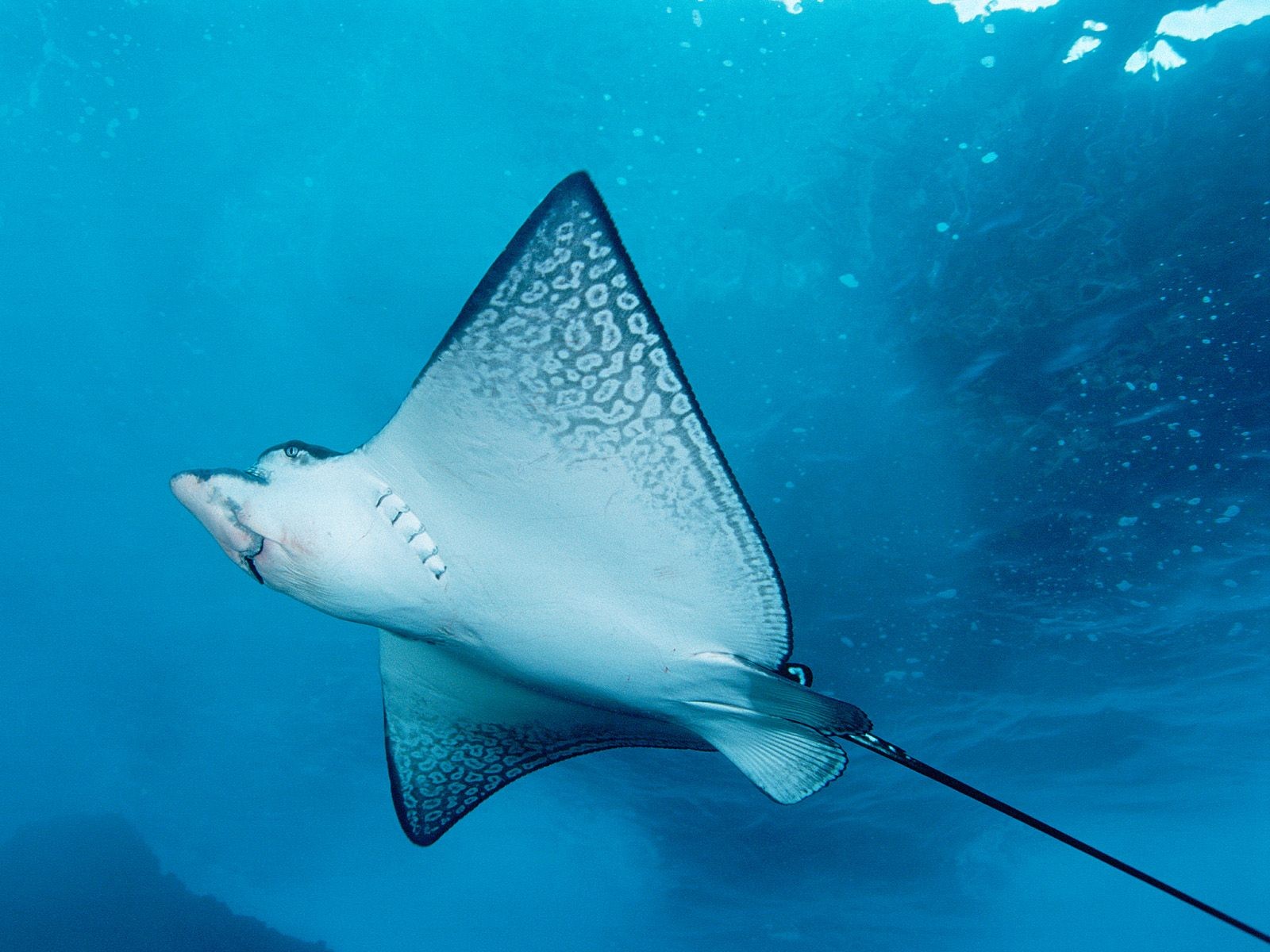 海洋生物壁紙精選(一) #25 - 1600x1200