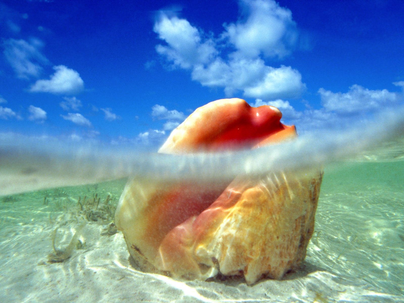 海洋生物壁紙精選(一) #31 - 1600x1200