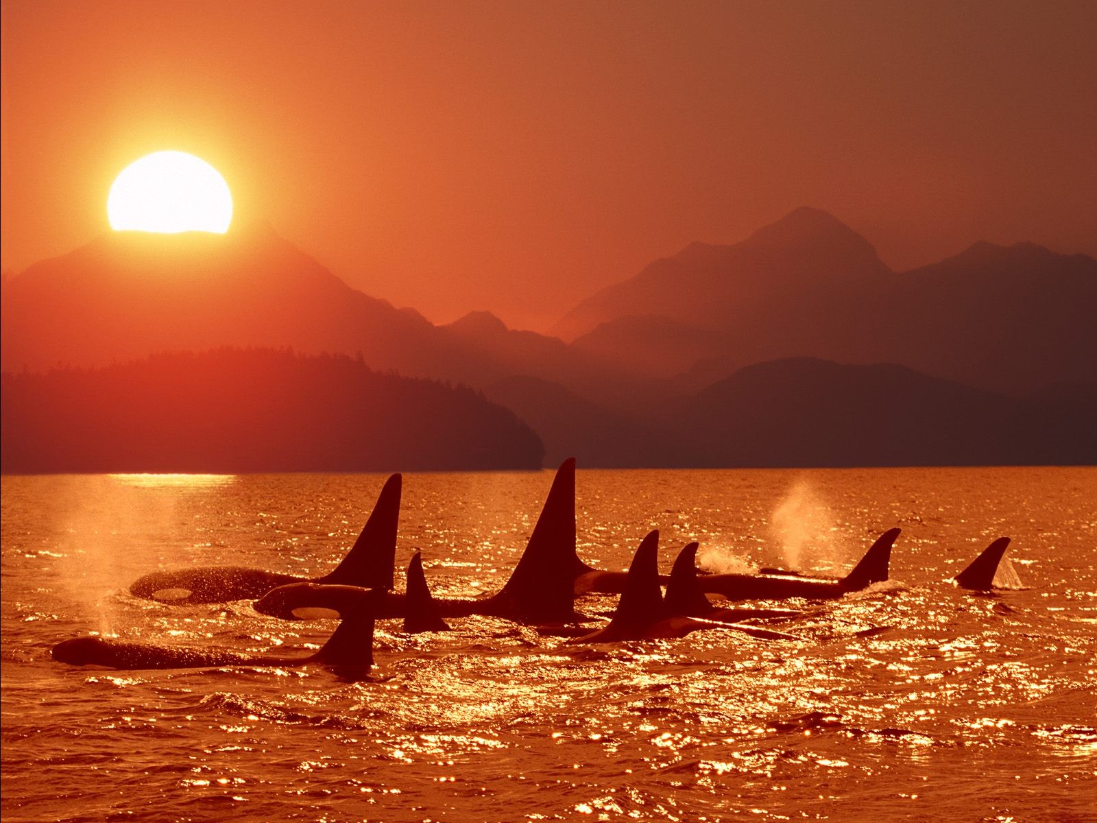 Marine Life Wallpaper Selection (1) #32 - 1600x1200