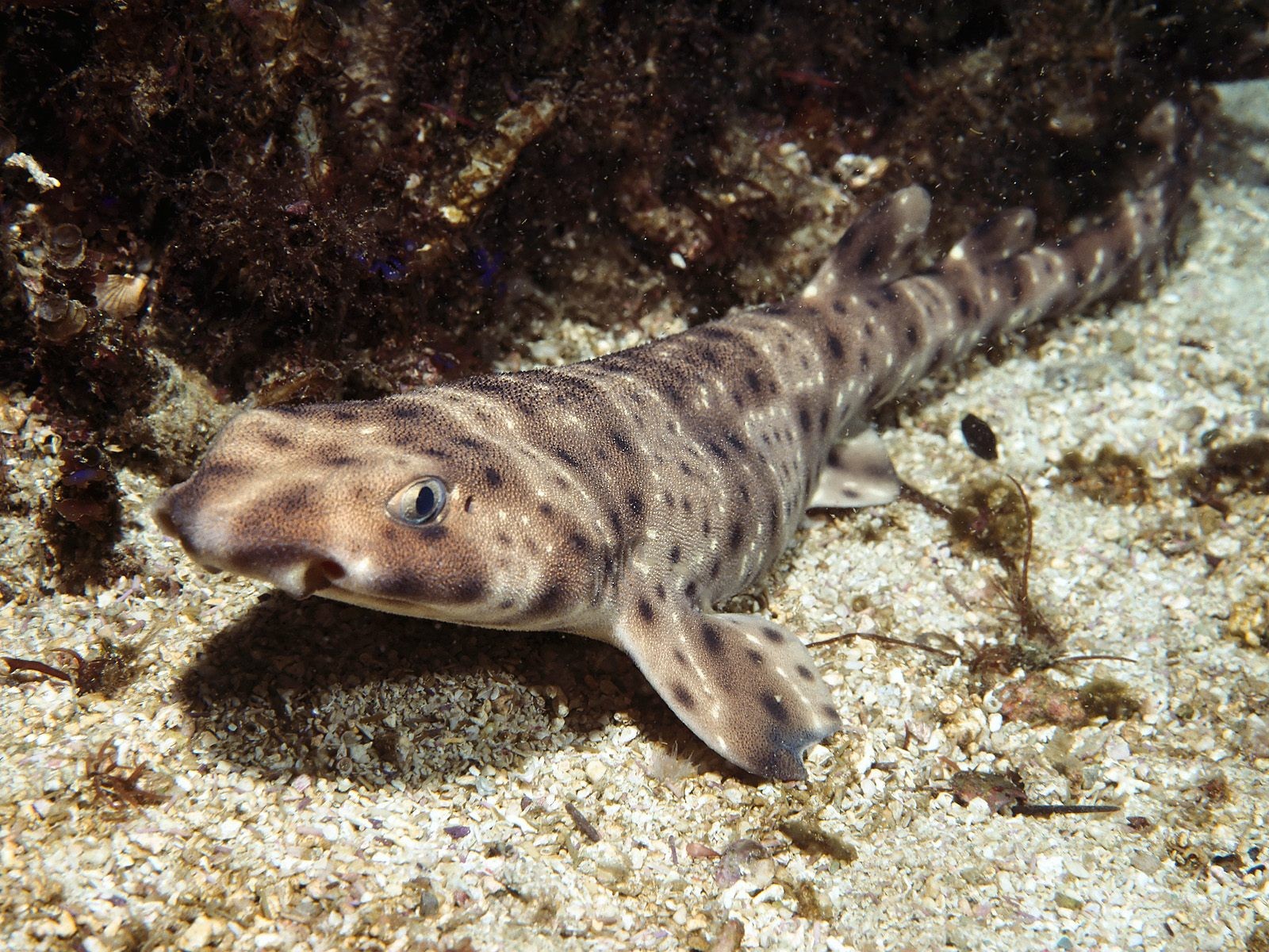 海洋生物壁紙精選(一) #34 - 1600x1200