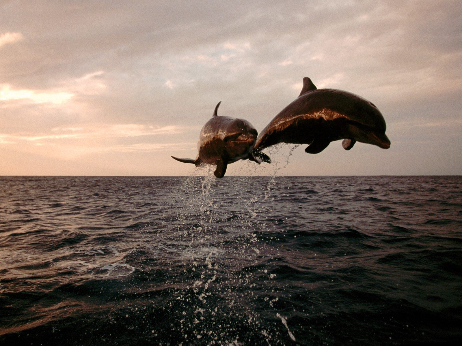 Marine Life Wallpaper Selection (1) #36 - 1600x1200