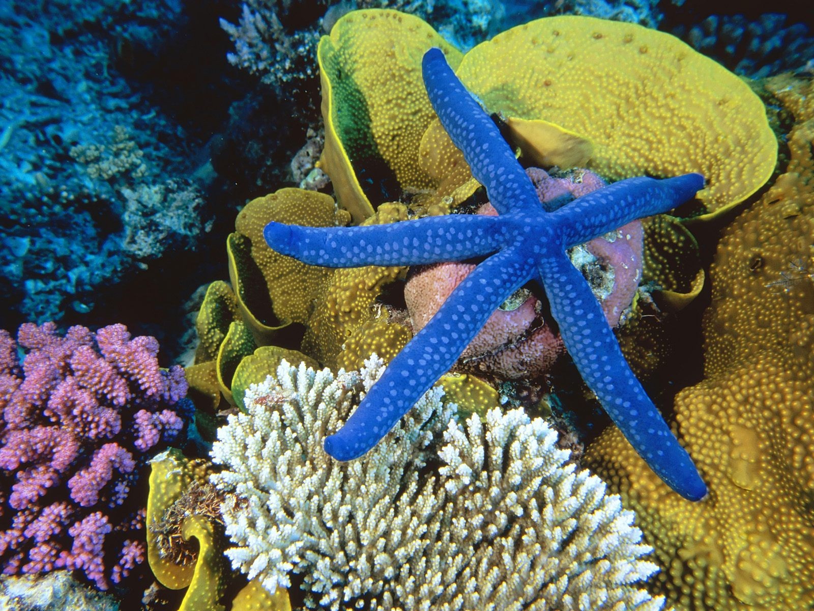 海洋生物壁紙精選(二) #2 - 1600x1200