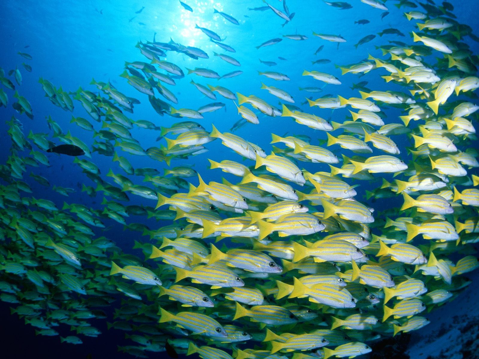 海洋生物壁紙精選(二) #3 - 1600x1200