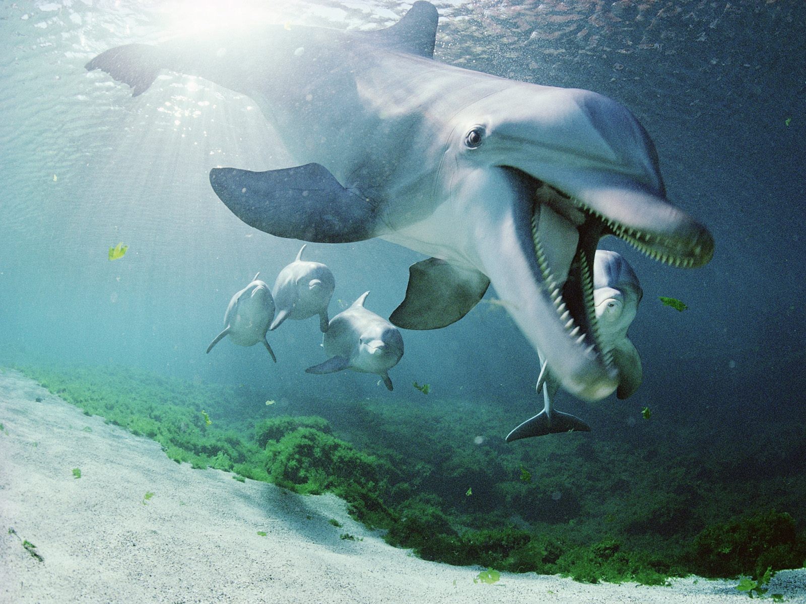 海洋生物壁紙精選(二) #4 - 1600x1200