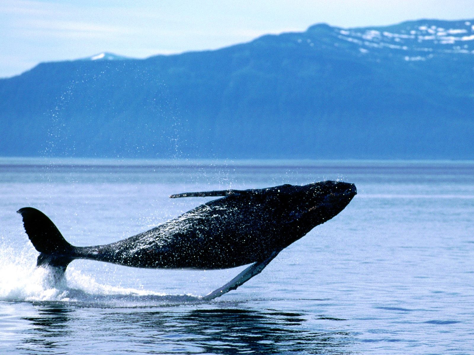 海洋生物壁紙精選(二) #6 - 1600x1200