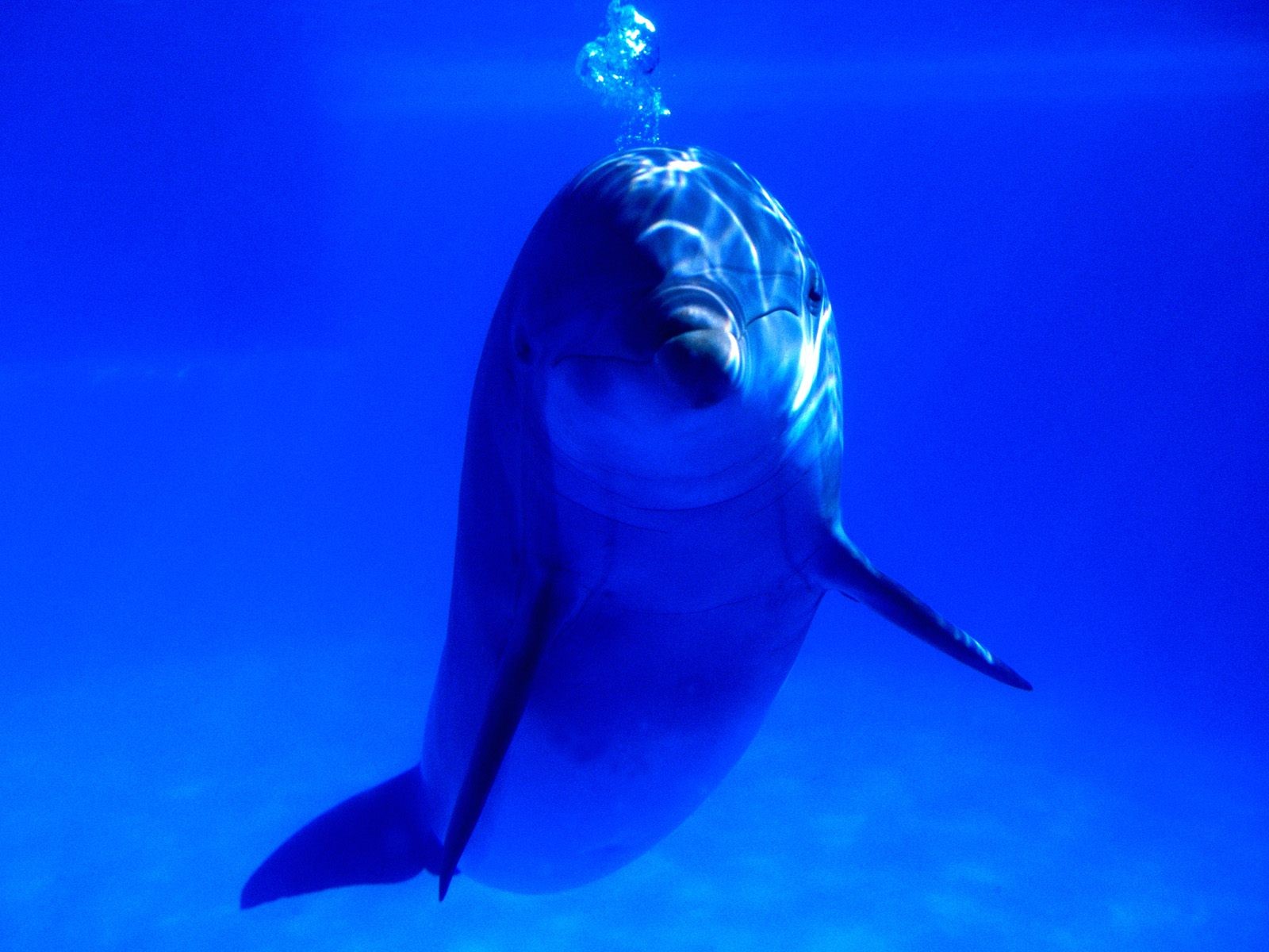 海洋生物壁紙精選(二) #7 - 1600x1200