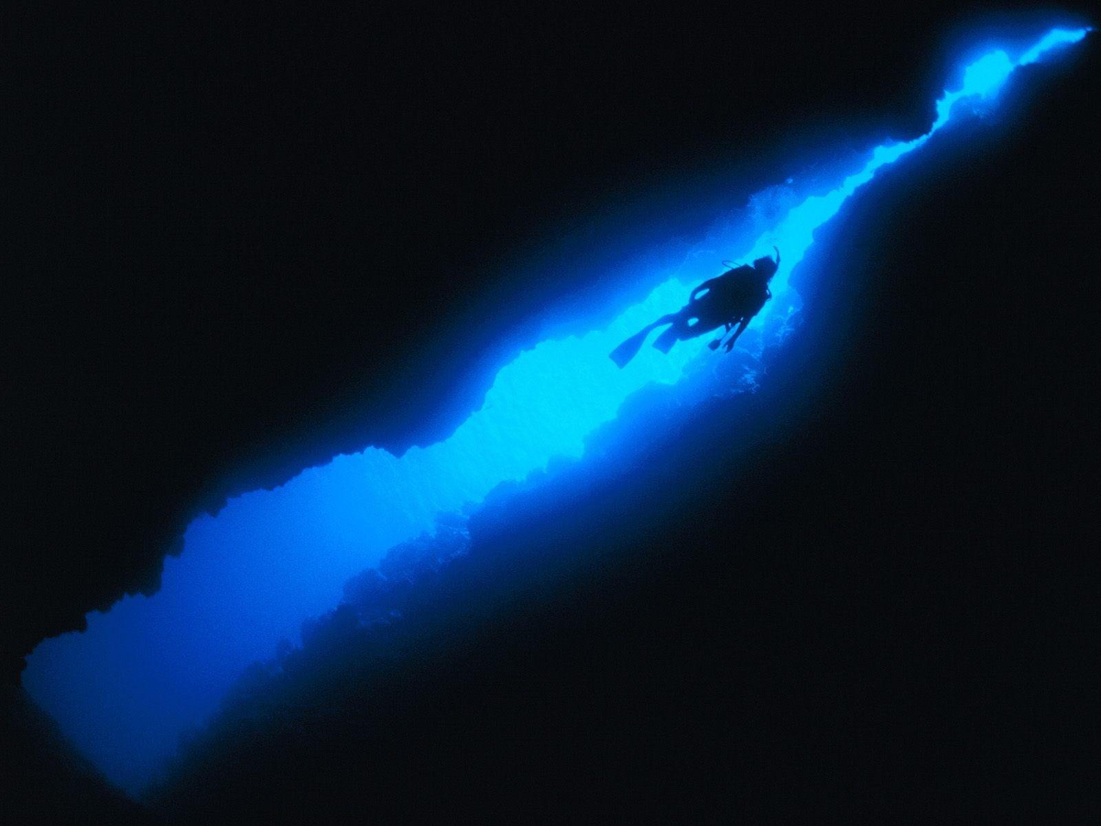 海洋生物壁紙精選(二) #11 - 1600x1200