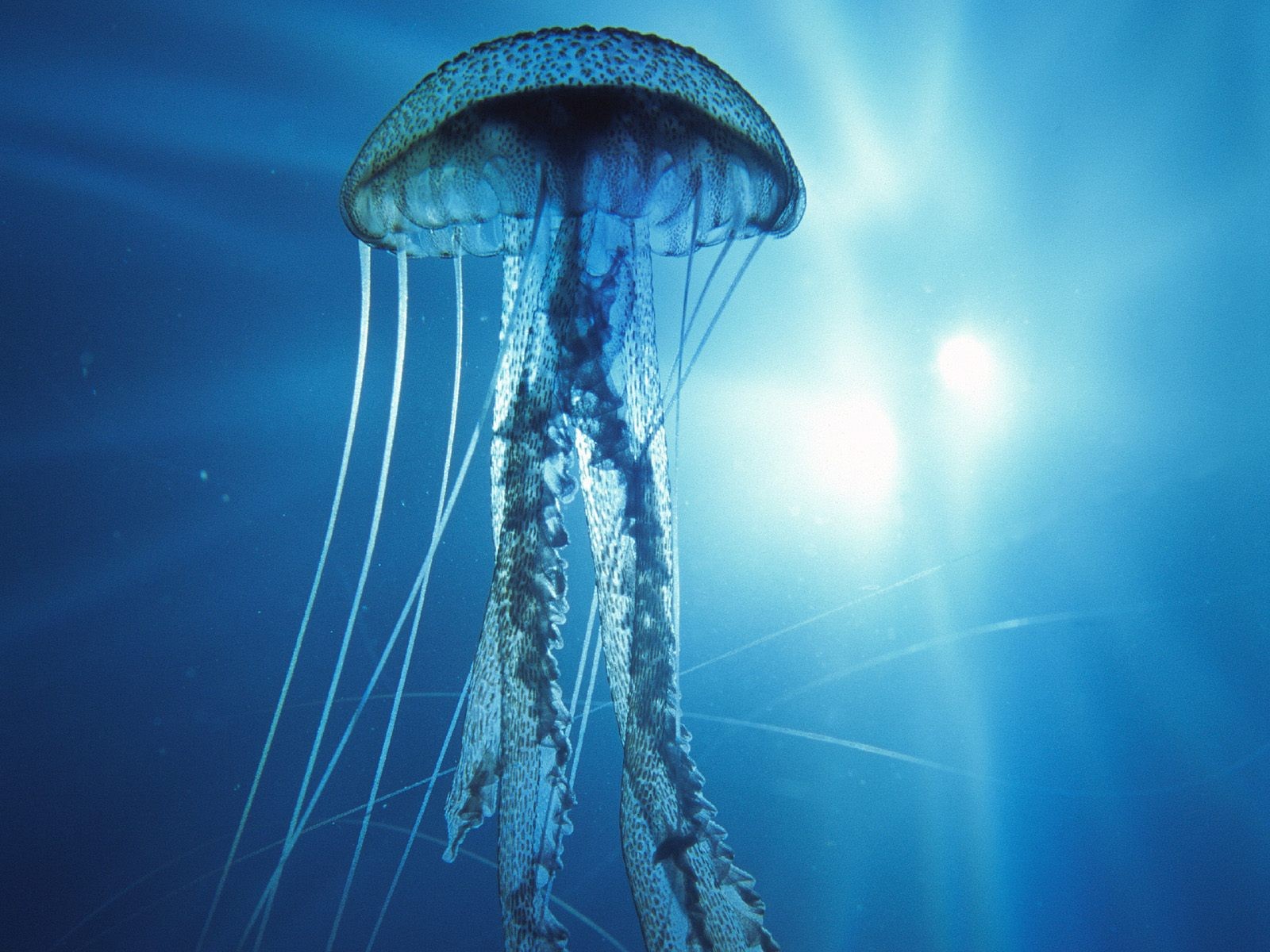 海洋生物壁紙精選(二) #18 - 1600x1200