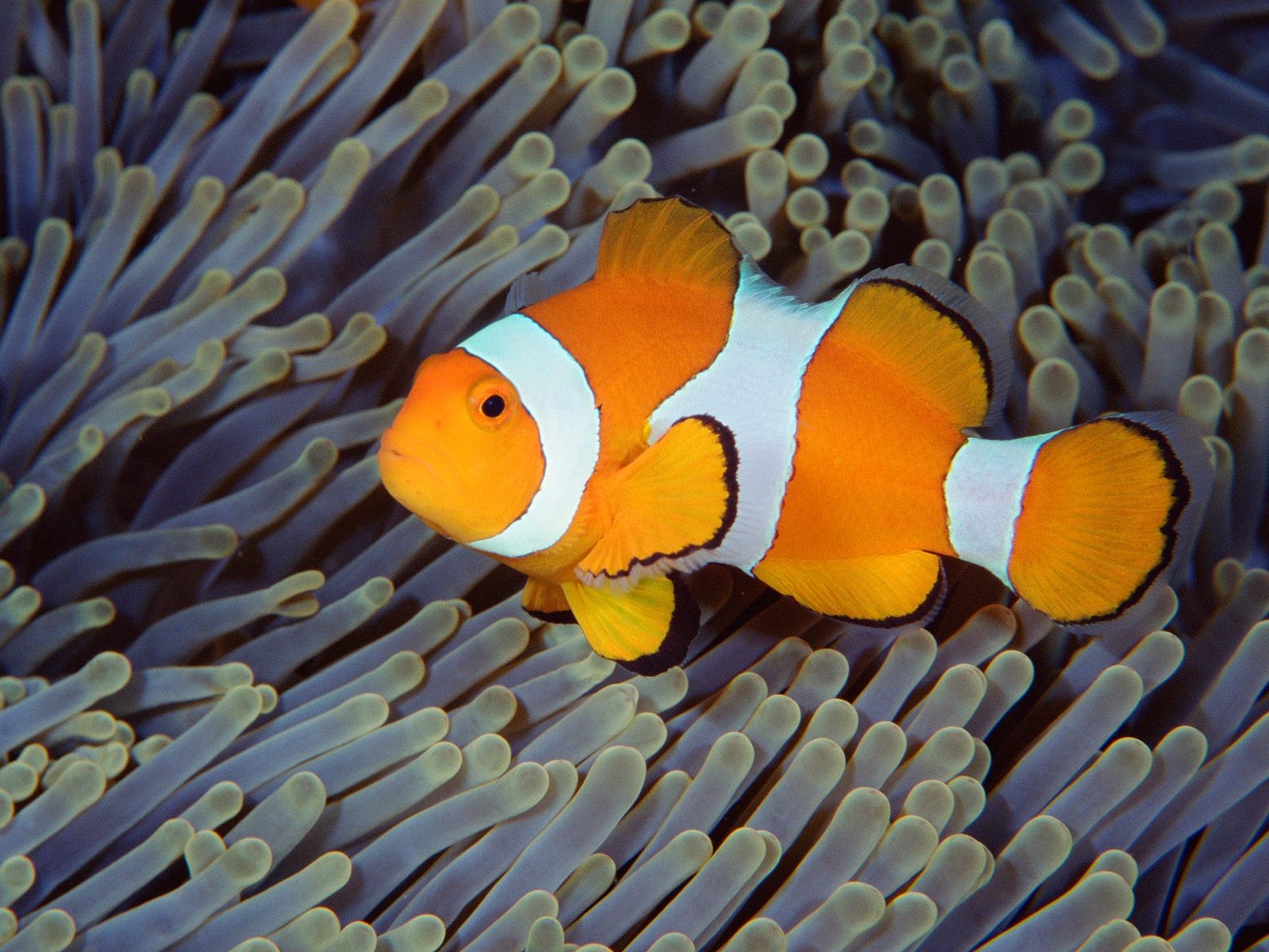 海洋生物壁紙精選(二) #20 - 1600x1200