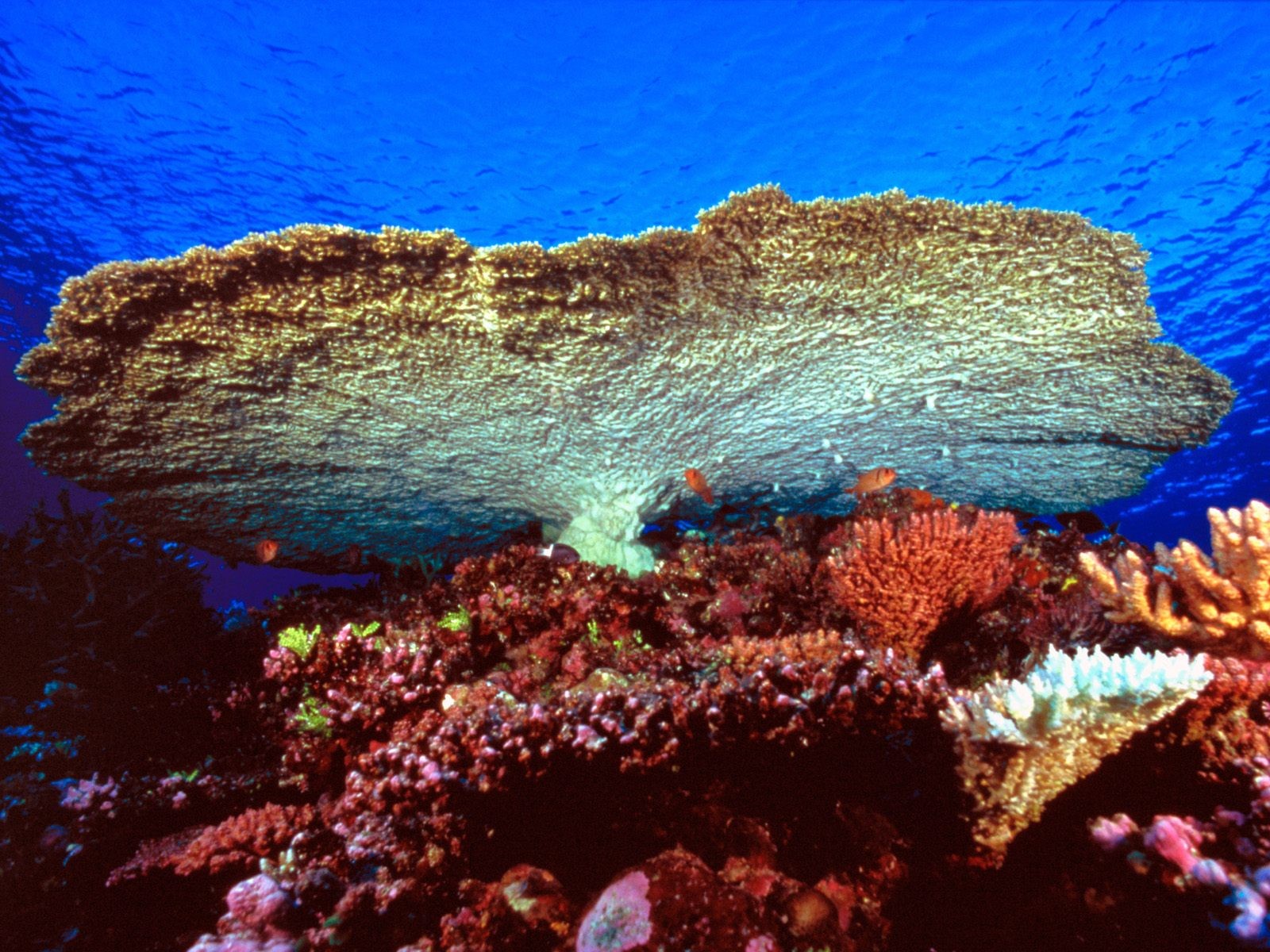 海洋生物壁紙精選(二) #29 - 1600x1200