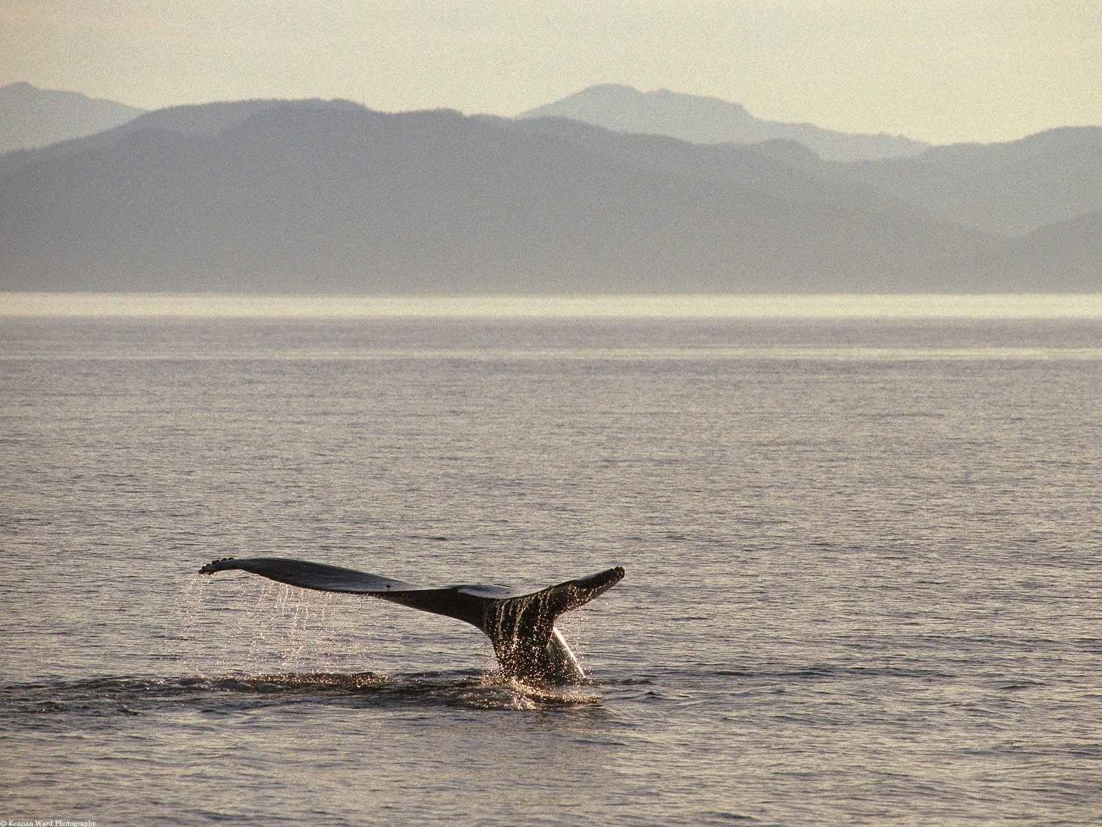 海洋生物壁紙精選(二) #30 - 1600x1200