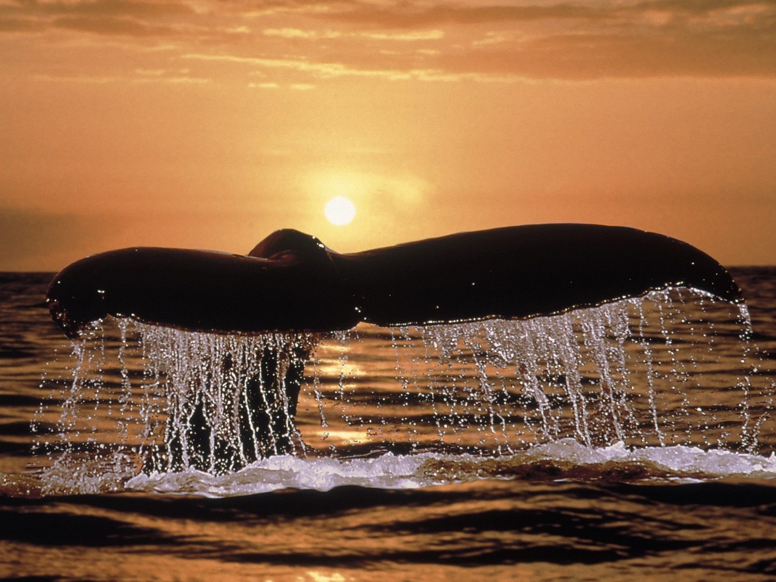 海洋生物壁紙精選(二) #31 - 1600x1200