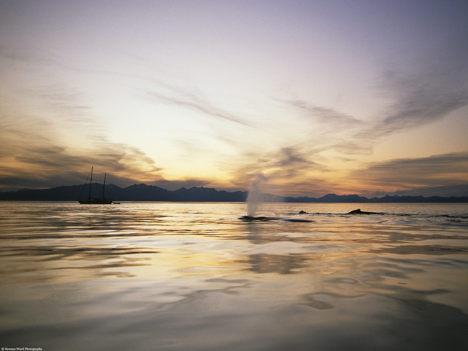 海洋生物壁紙精選(二) #34 - 1600x1200