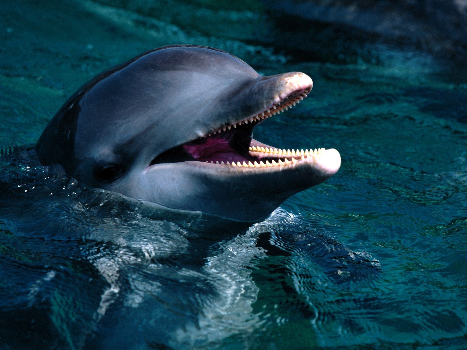 海洋生物壁紙精選(二) #35 - 1600x1200