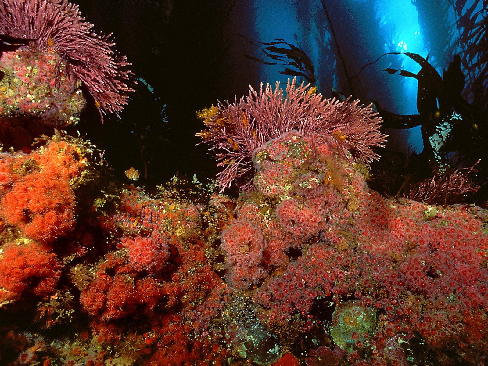 海洋生物壁紙精選(二) #37 - 1600x1200