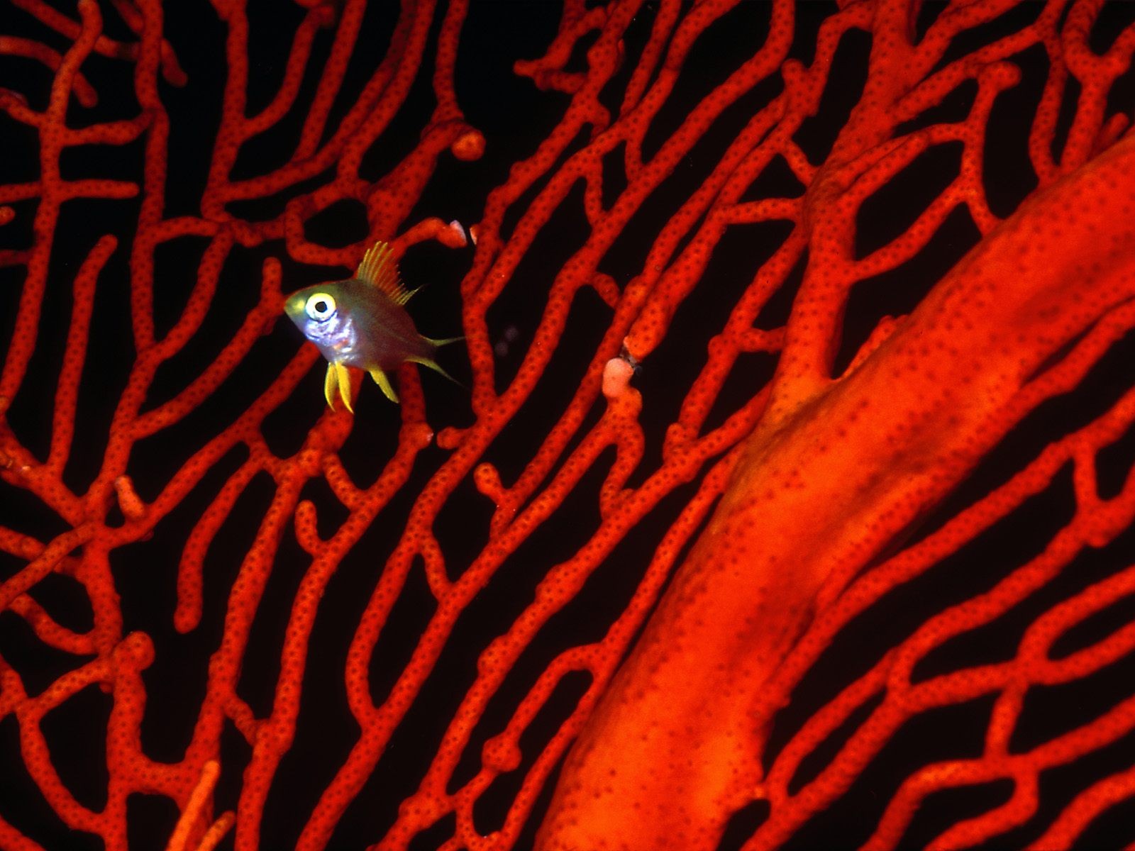 海洋生物壁紙精選(二) #39 - 1600x1200