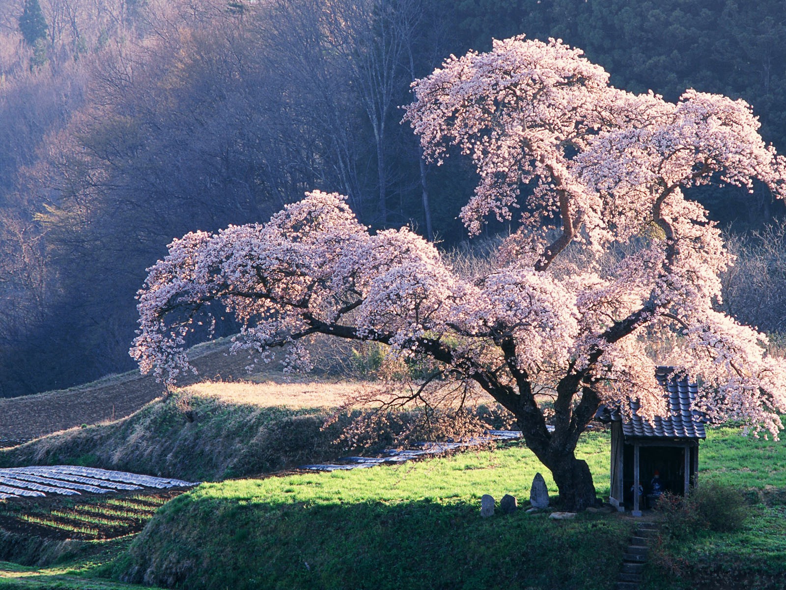 Windows7 官方壁紙 #2 - 1600x1200
