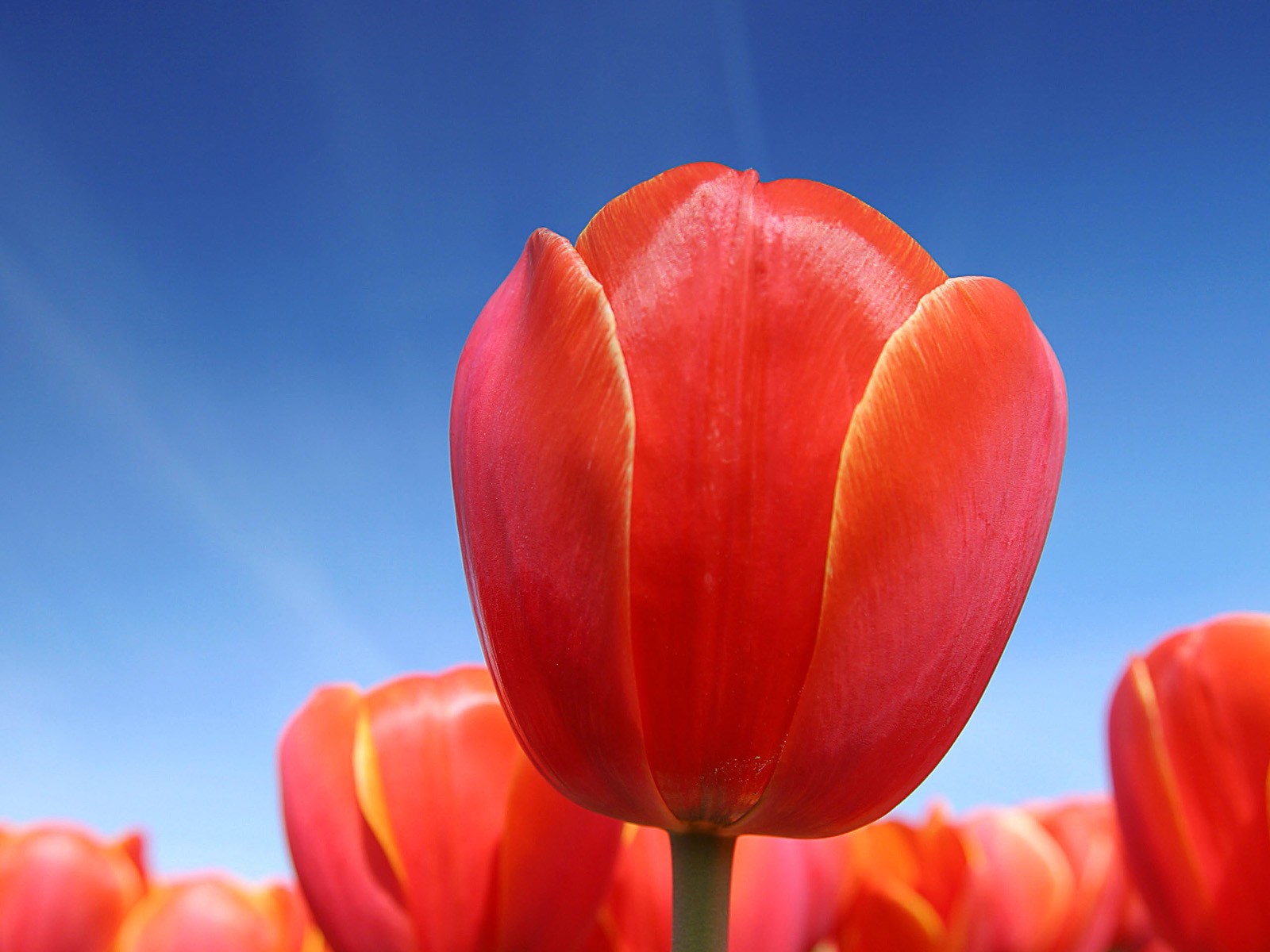 Windows7 官方壁紙 #5 - 1600x1200
