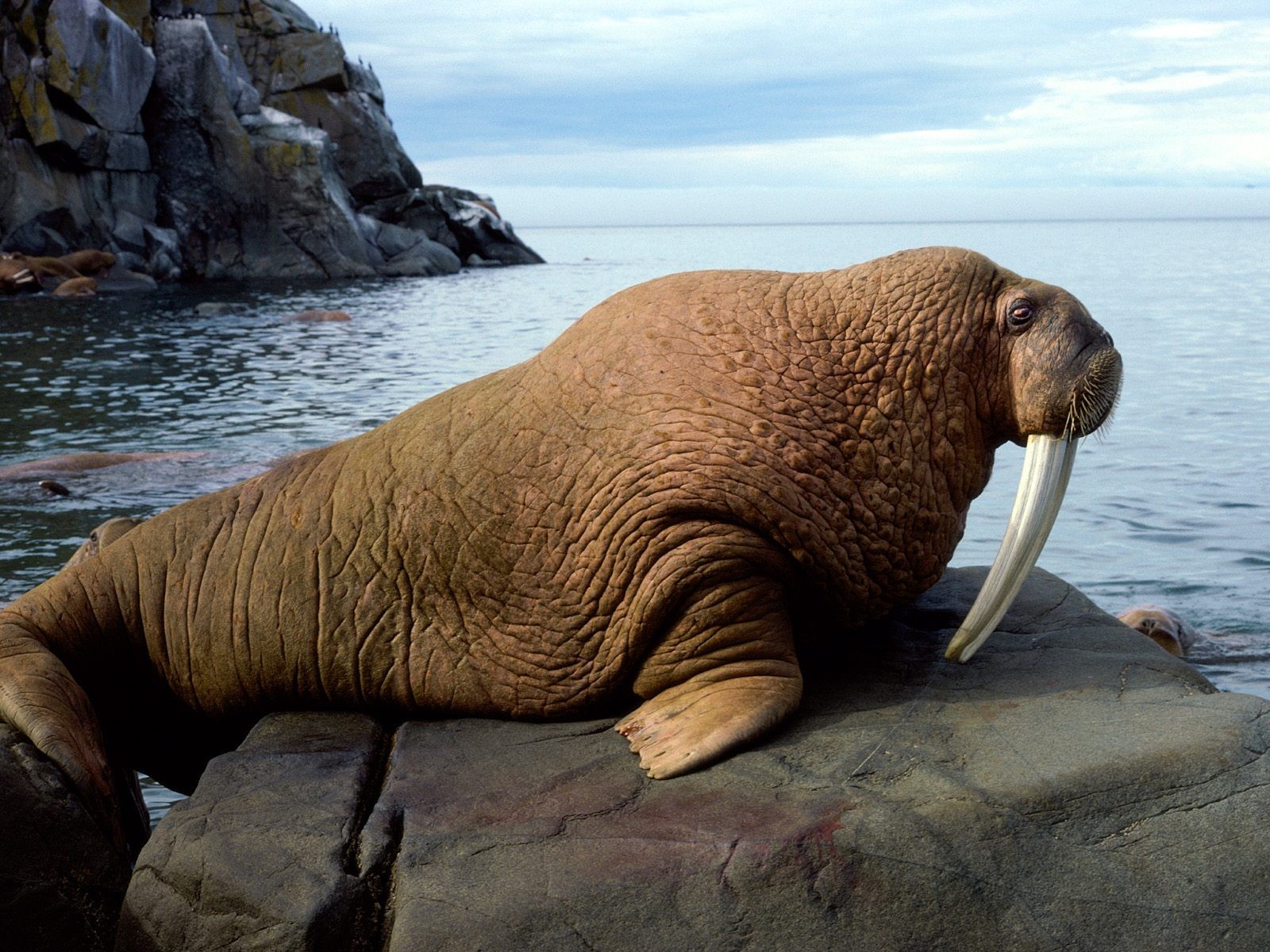 海洋生物壁紙精選(三) #3 - 1600x1200