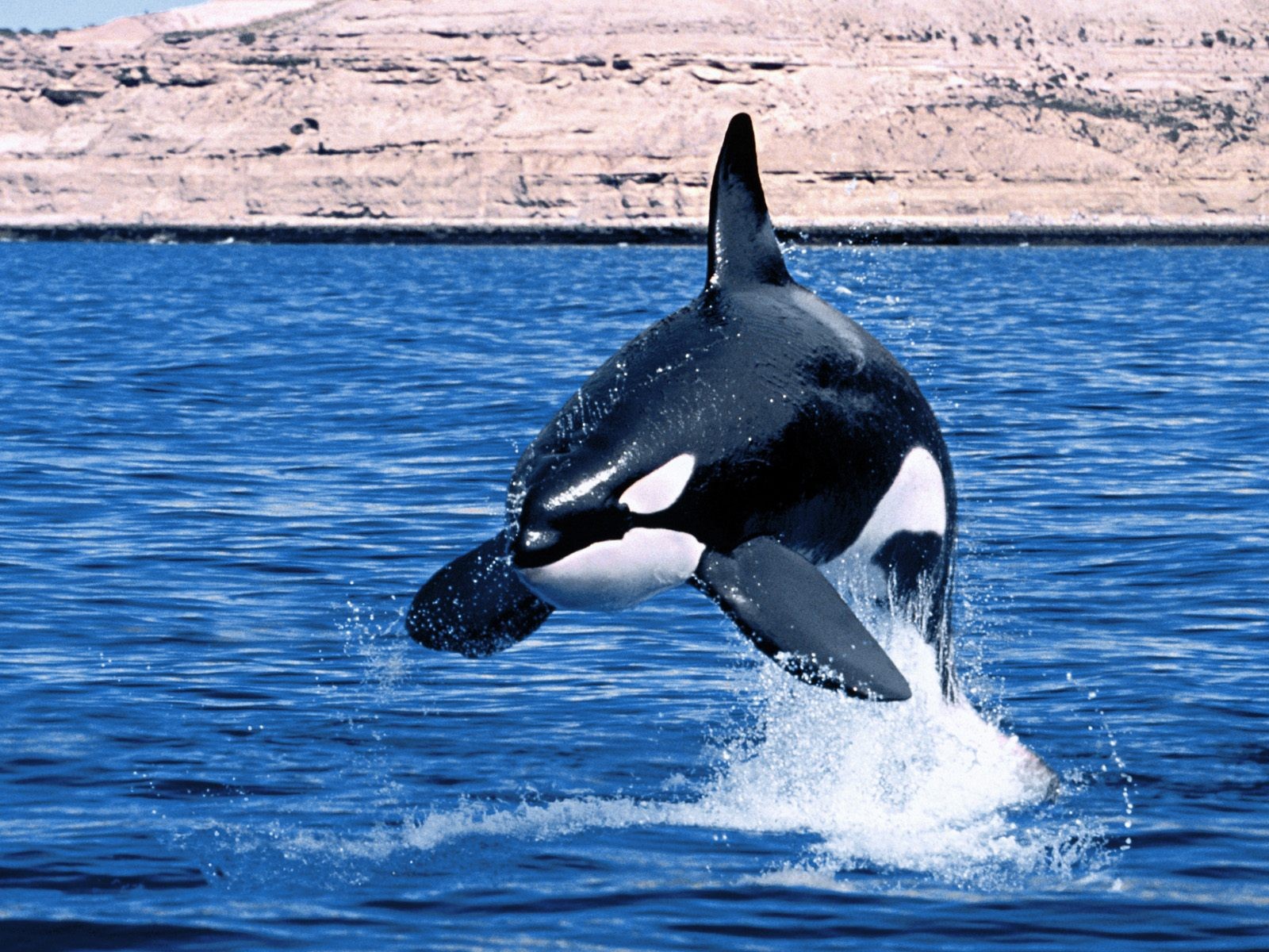 海洋生物壁紙精選(三) #4 - 1600x1200