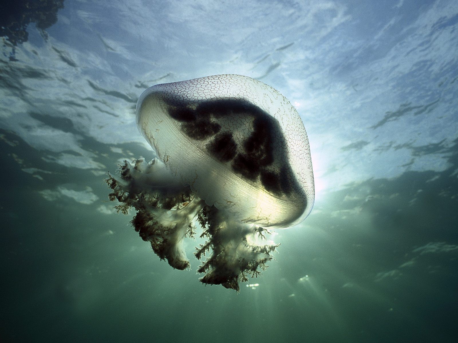 海洋生物壁紙精選(三) #13 - 1600x1200