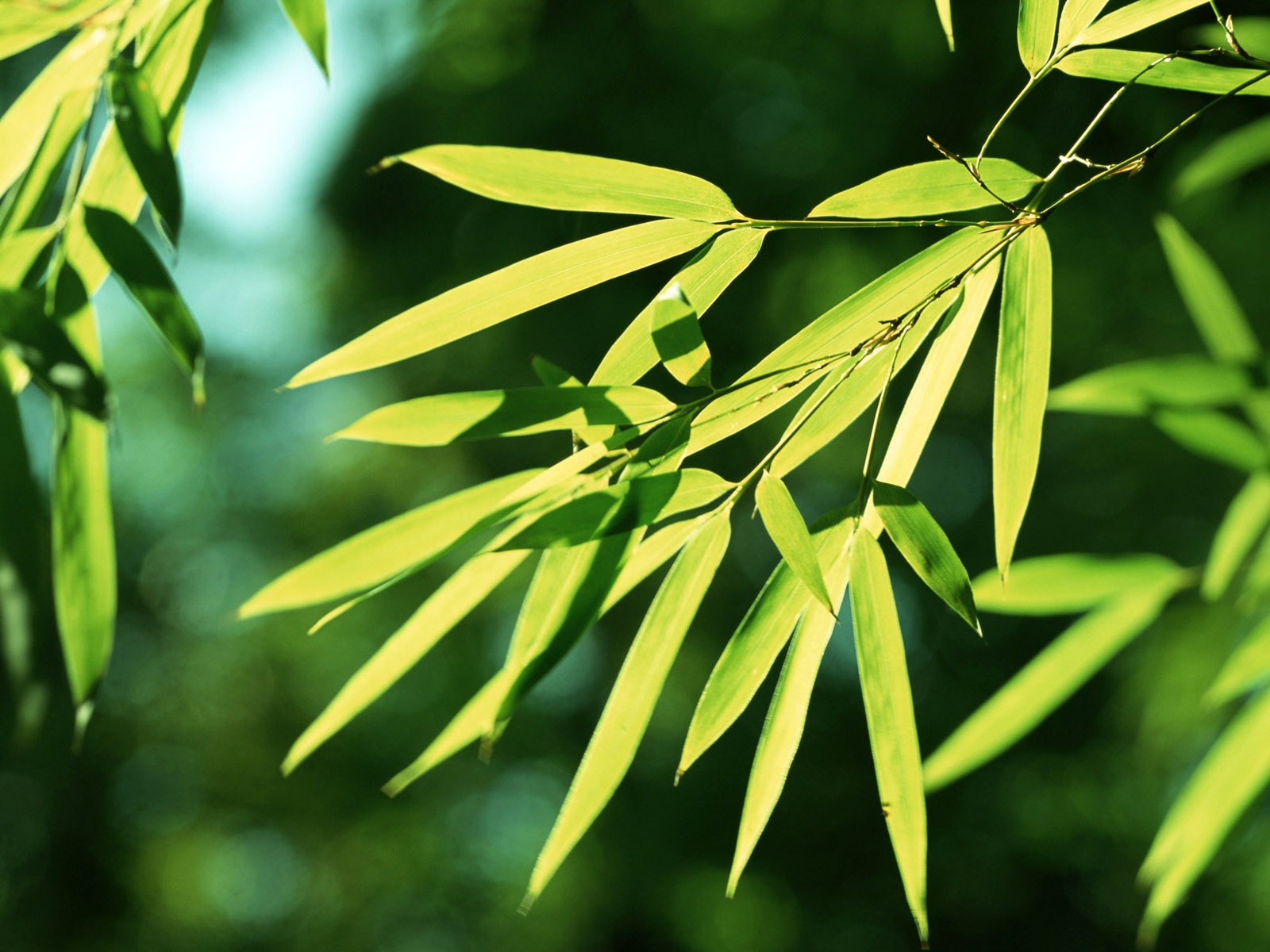 Green bamboo wallpaper #1 - 1600x1200