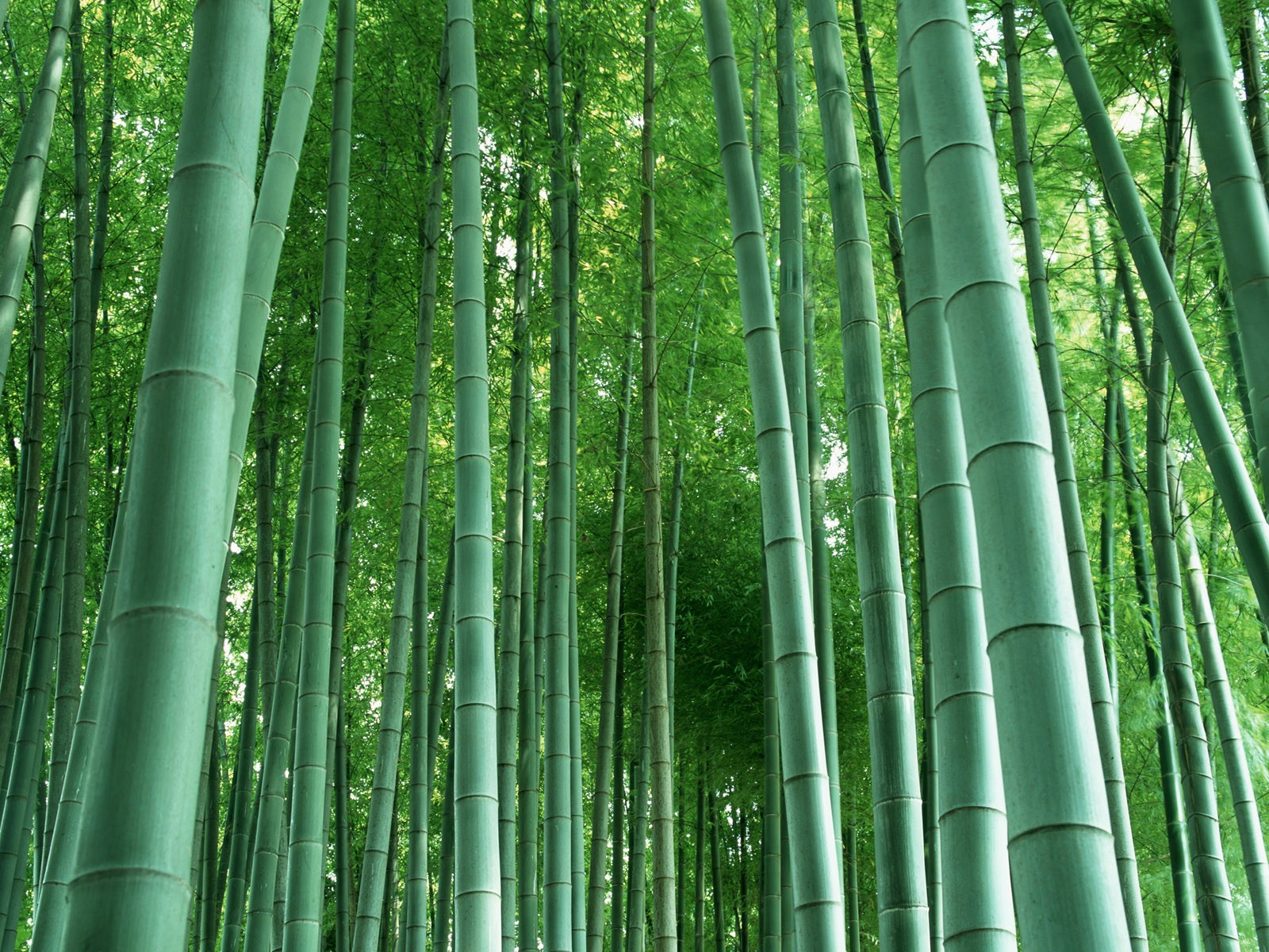 Papel tapiz verde de bambú #3 - 1600x1200