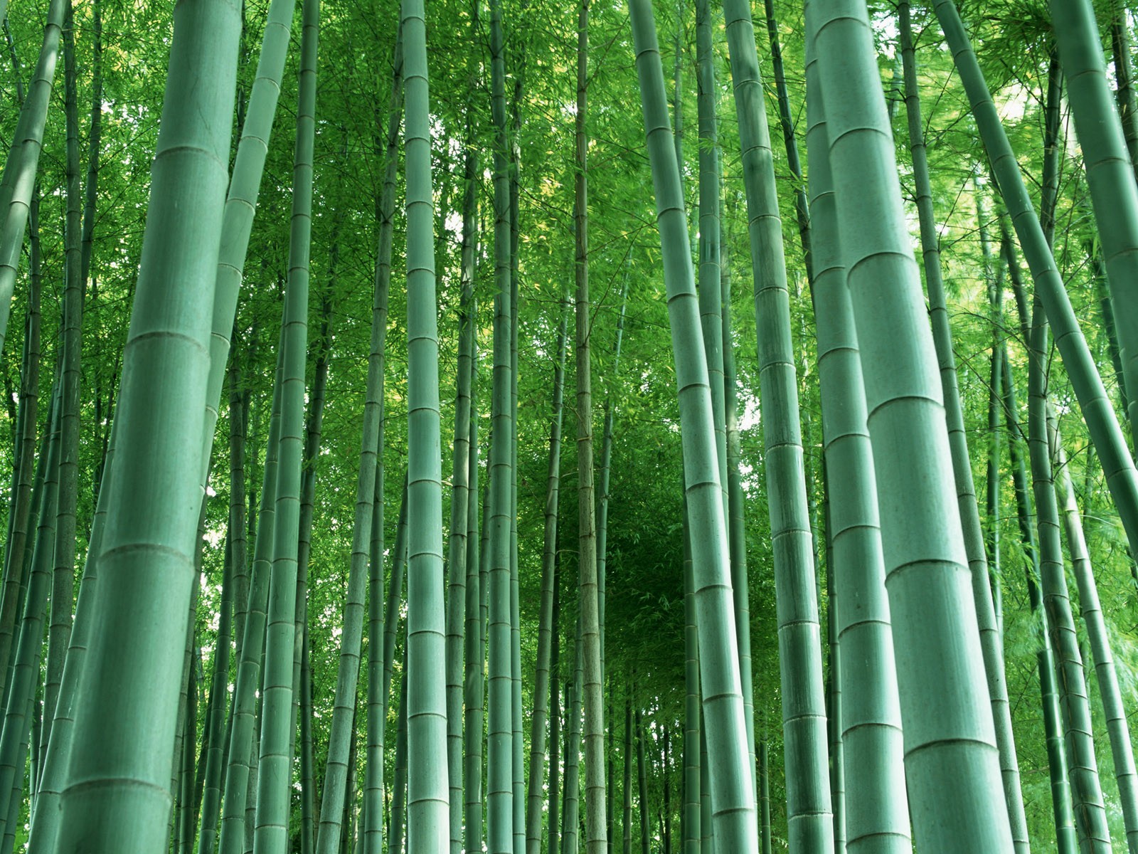 綠色竹情壁紙專輯 #3 - 1600x1200