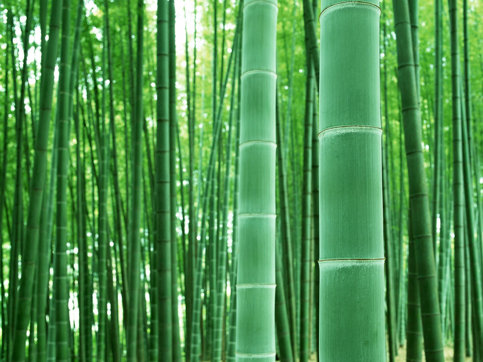 Green bamboo wallpaper #4 - 1600x1200