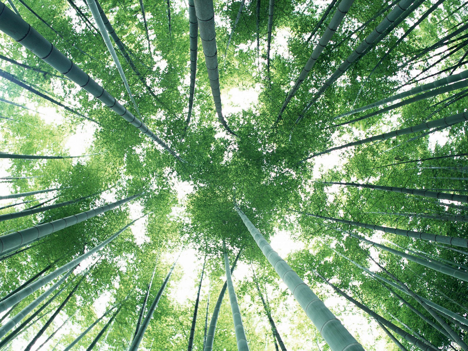 Green bamboo wallpaper #8 - 1600x1200