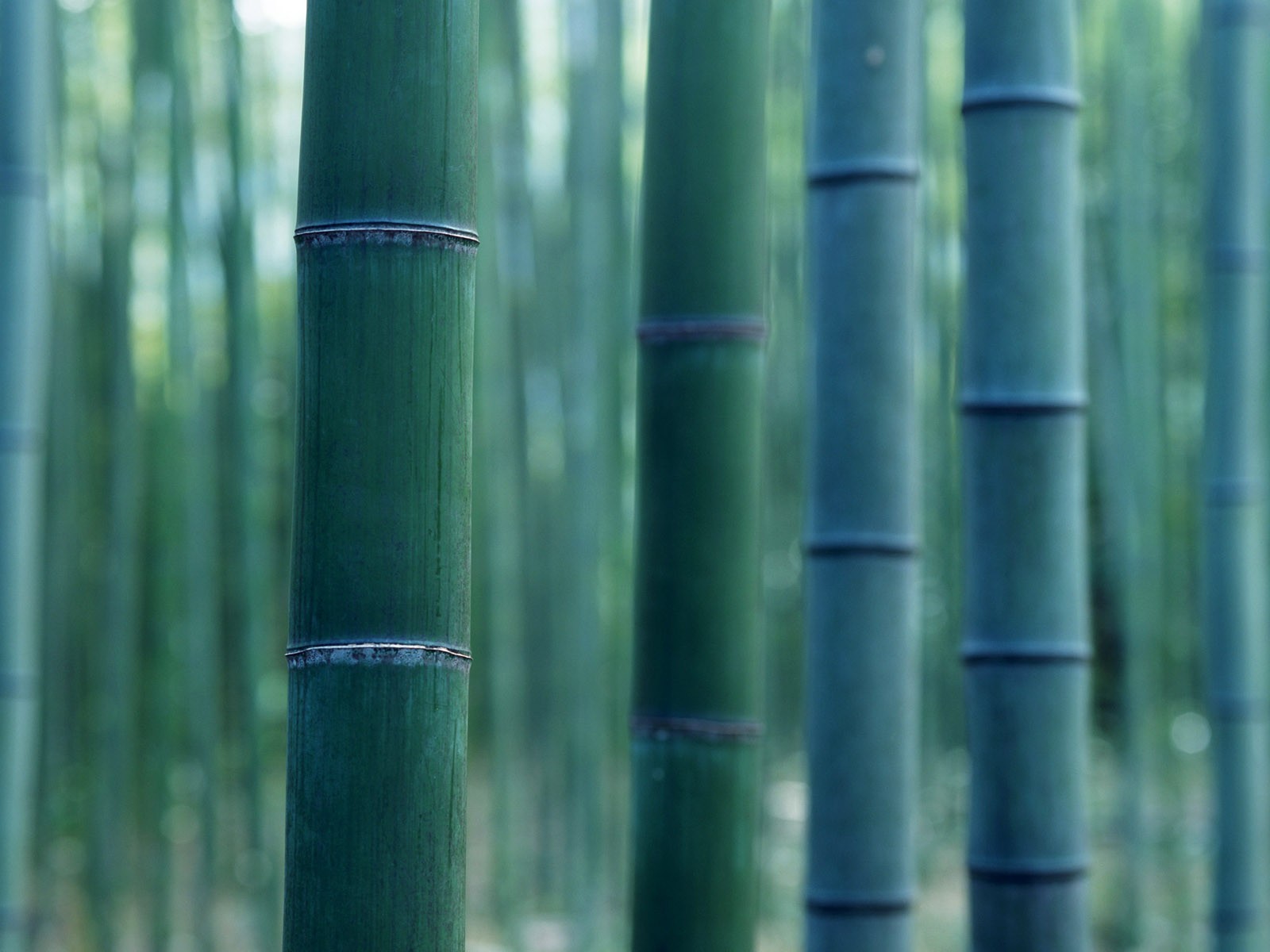Green bamboo wallpaper #15 - 1600x1200