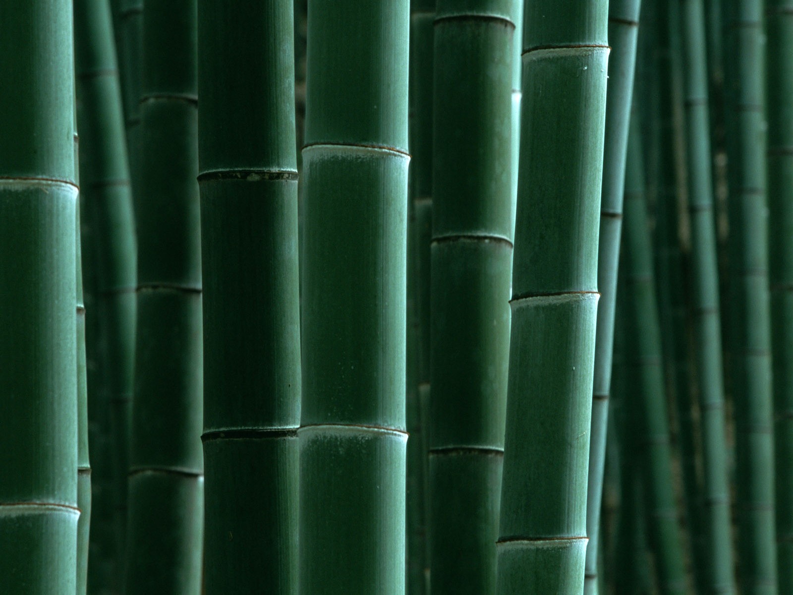 Papel tapiz verde de bambú #16 - 1600x1200