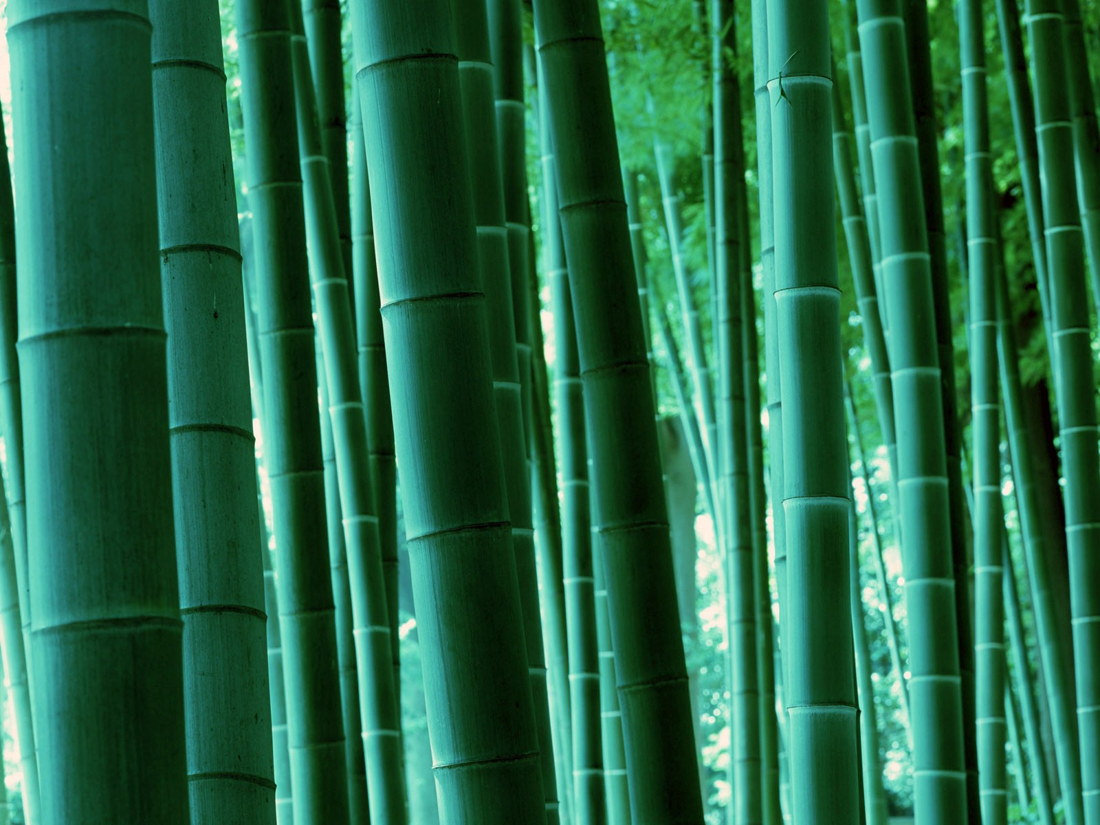 Papel tapiz verde de bambú #17 - 1600x1200