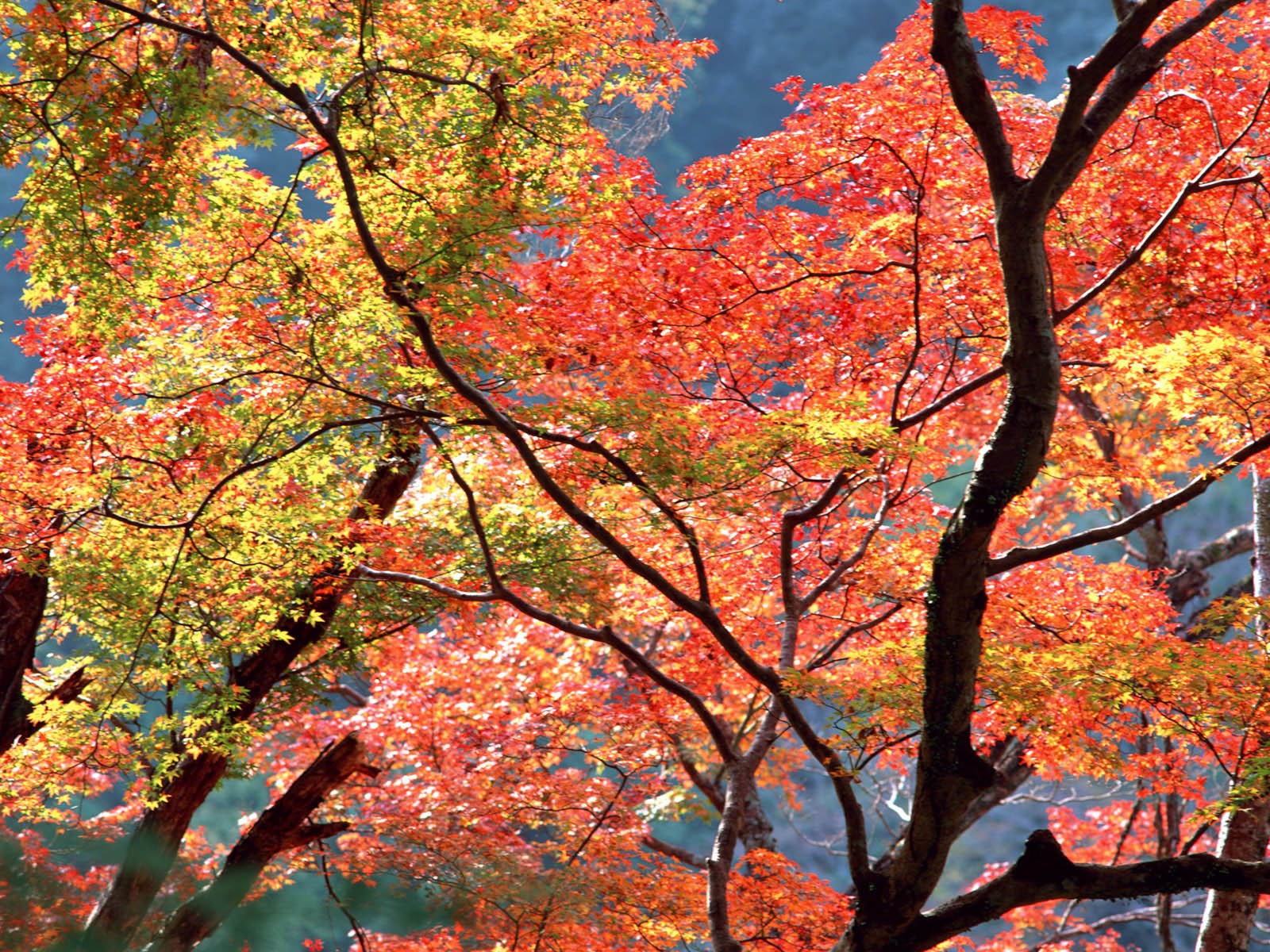 紅葉高清壁紙專輯 #1 - 1600x1200