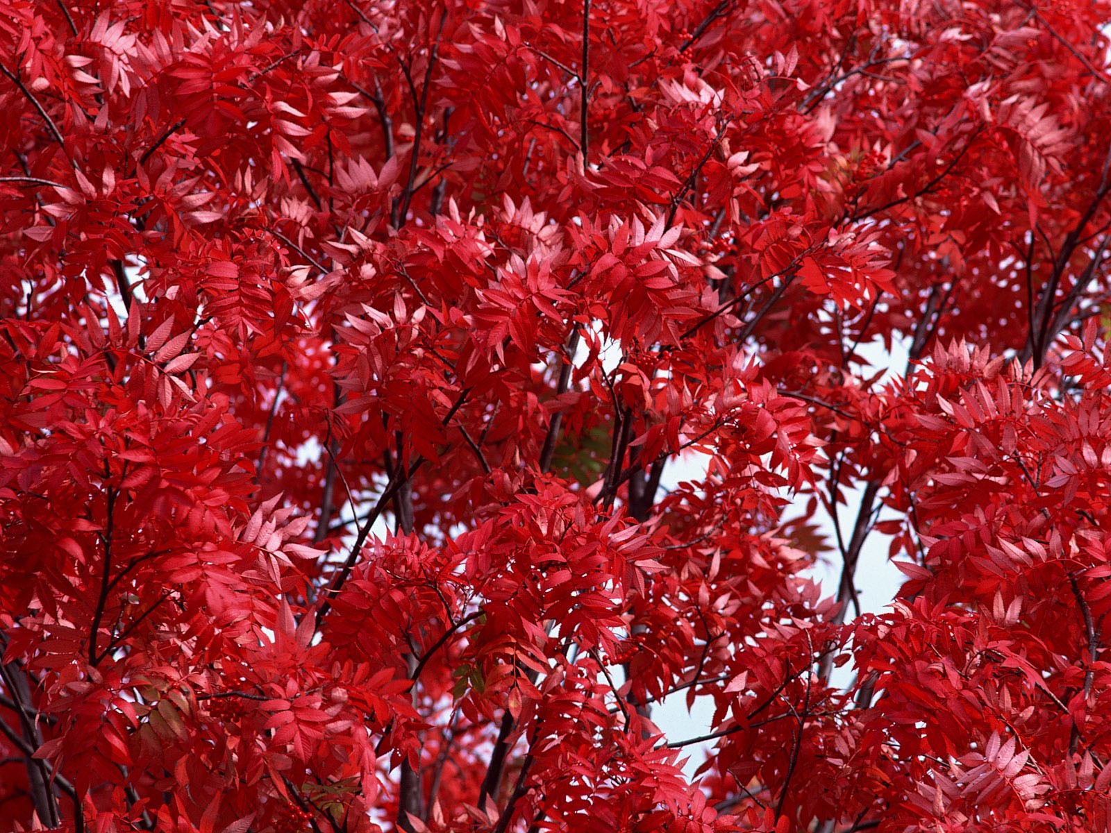 紅葉高清壁紙專輯 #2 - 1600x1200