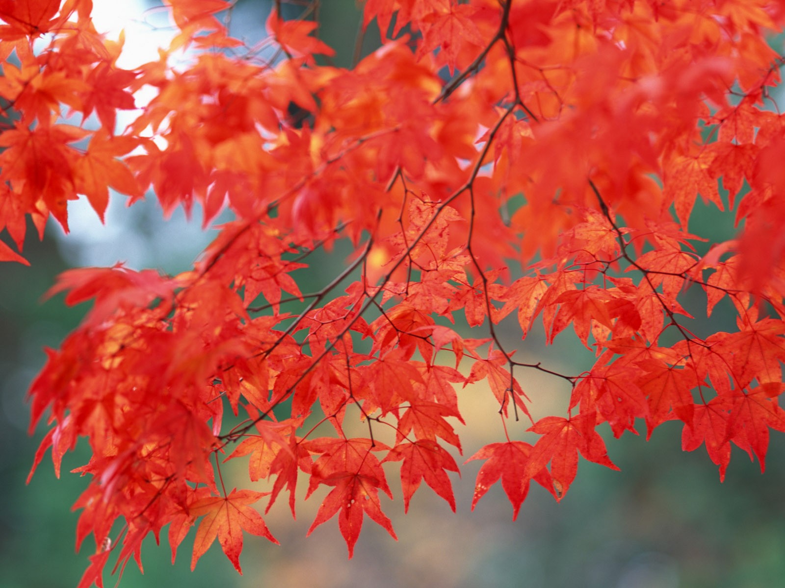 紅葉高清壁紙專輯 #3 - 1600x1200