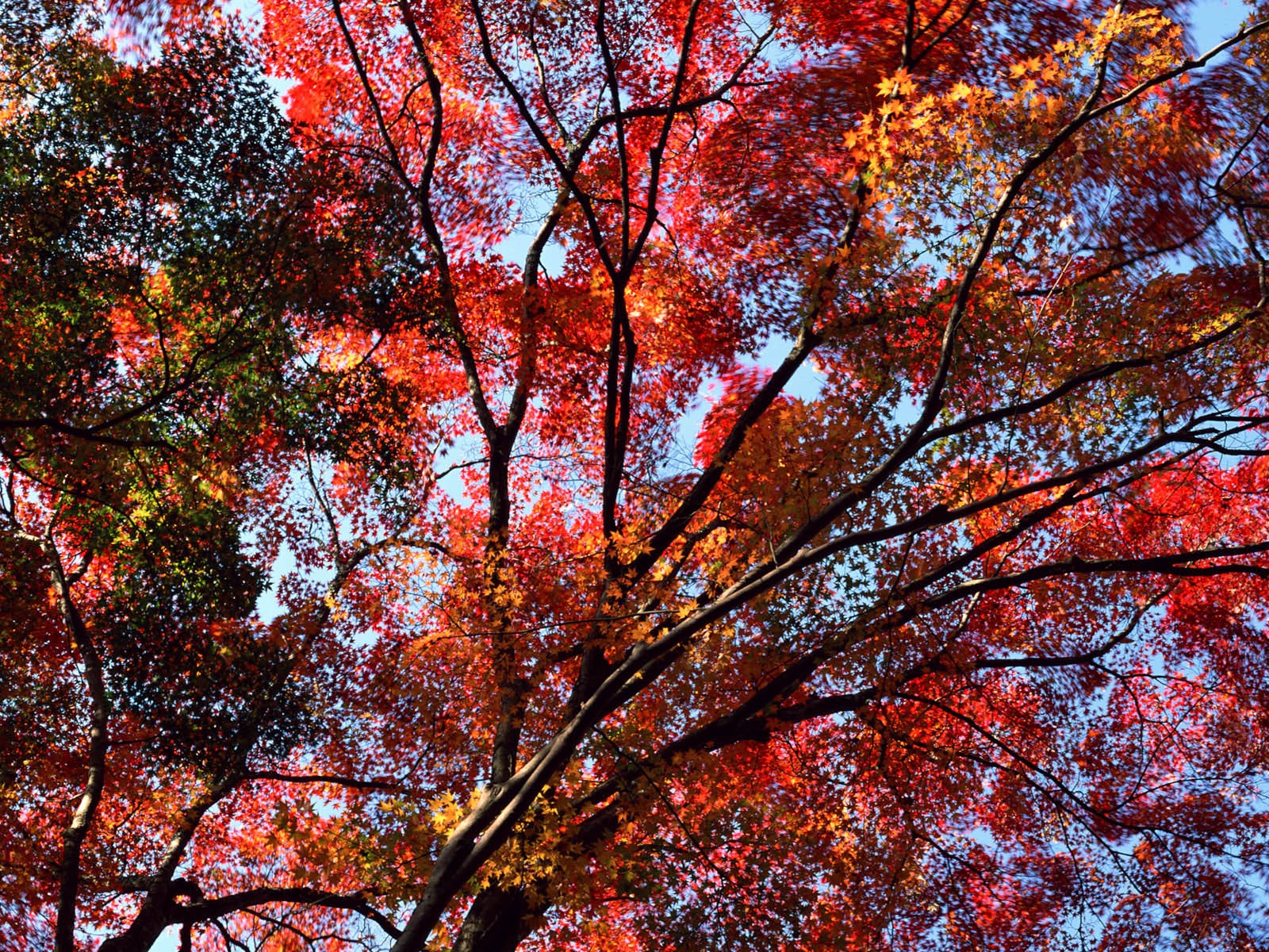 紅葉高清壁紙專輯 #4 - 1600x1200