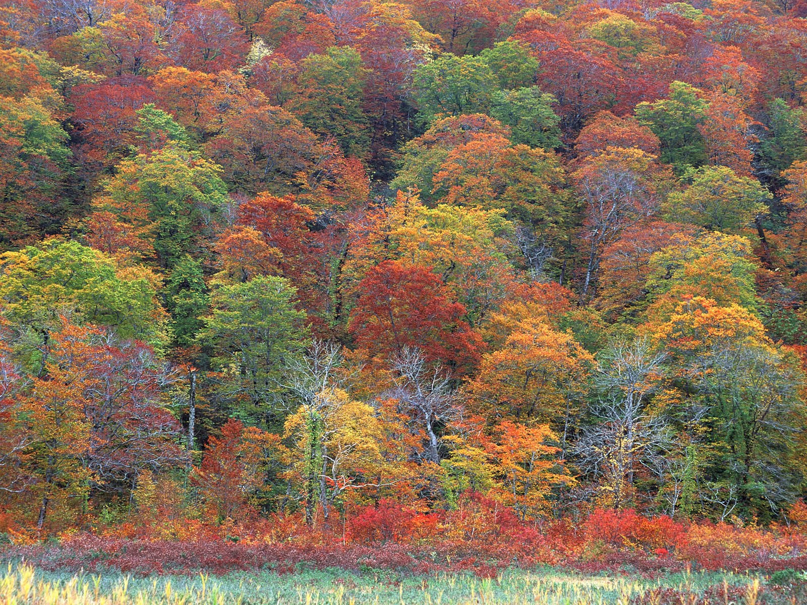 紅葉高清壁紙專輯 #6 - 1600x1200