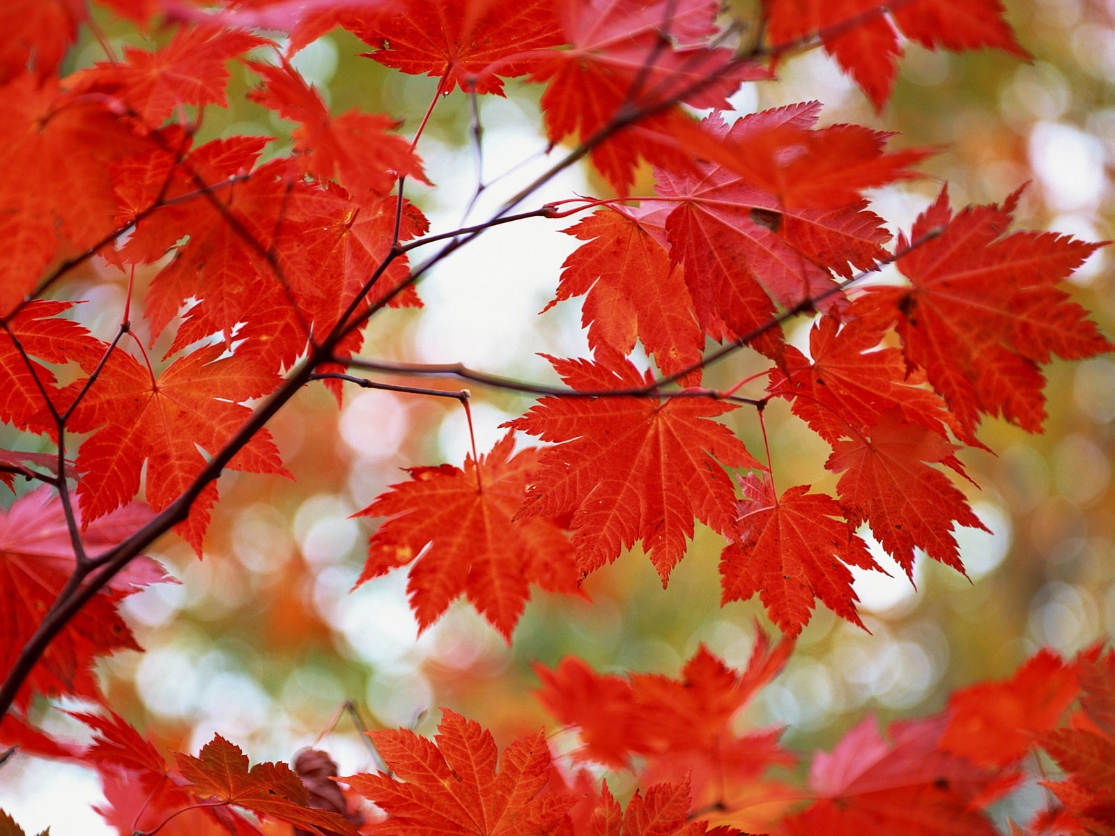 紅葉高清壁紙專輯 #8 - 1600x1200