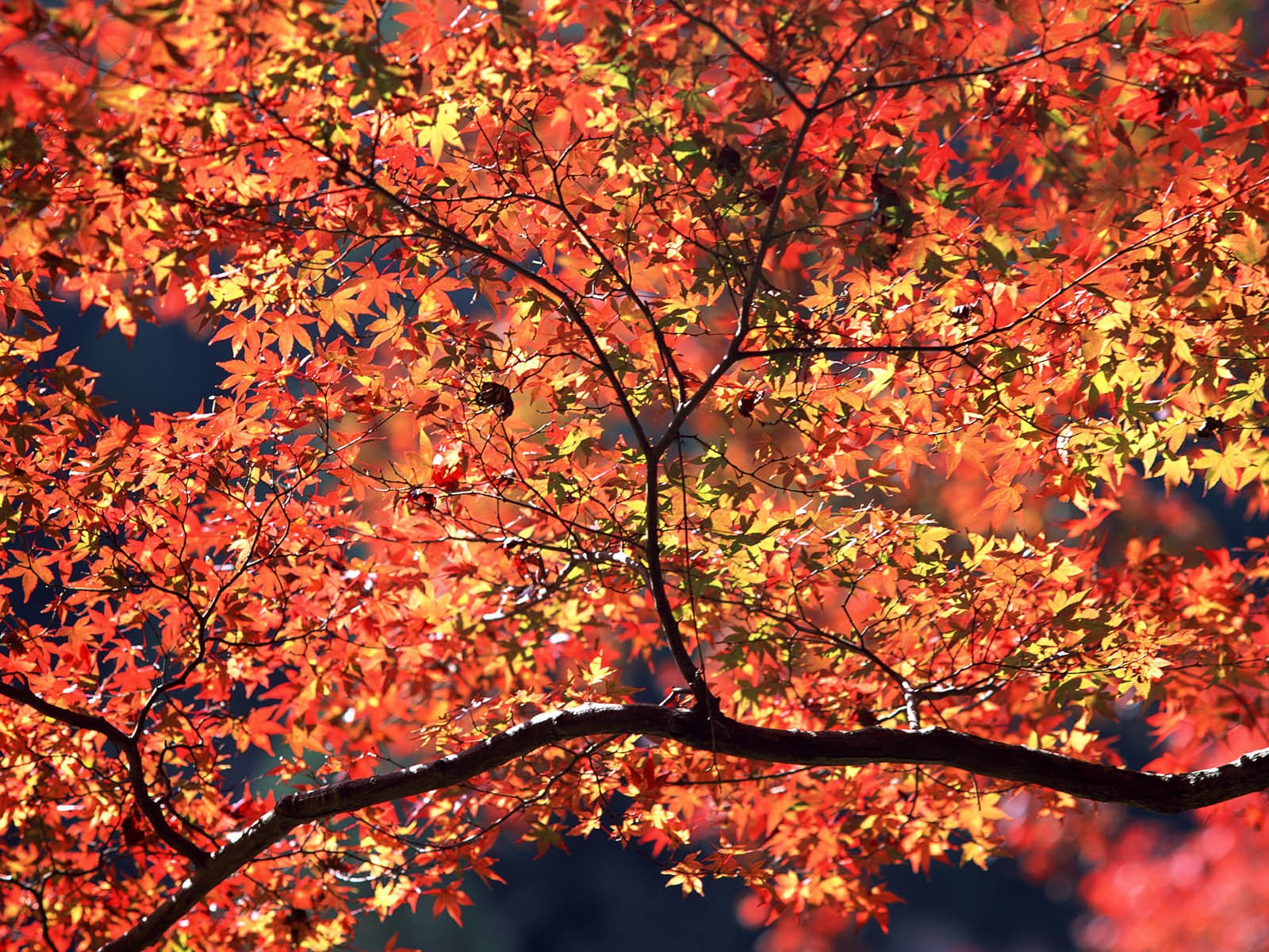 紅葉高清壁紙專輯 #9 - 1600x1200