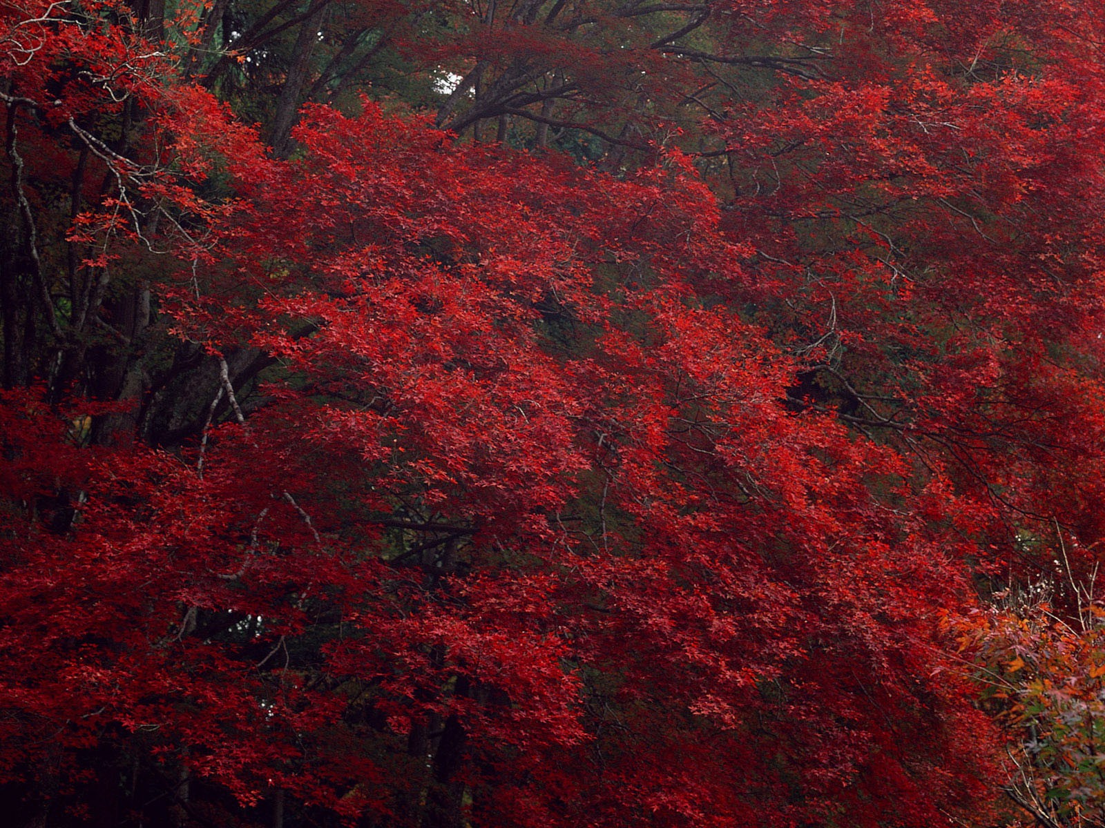 紅葉高清壁紙專輯 #11 - 1600x1200