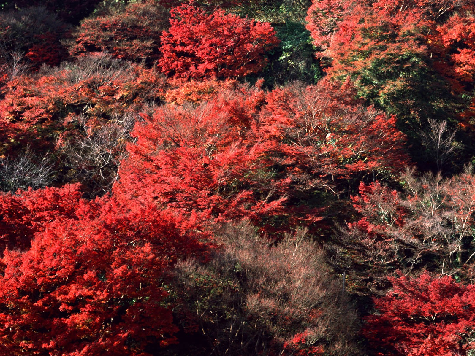 紅葉高清壁紙專輯 #12 - 1600x1200