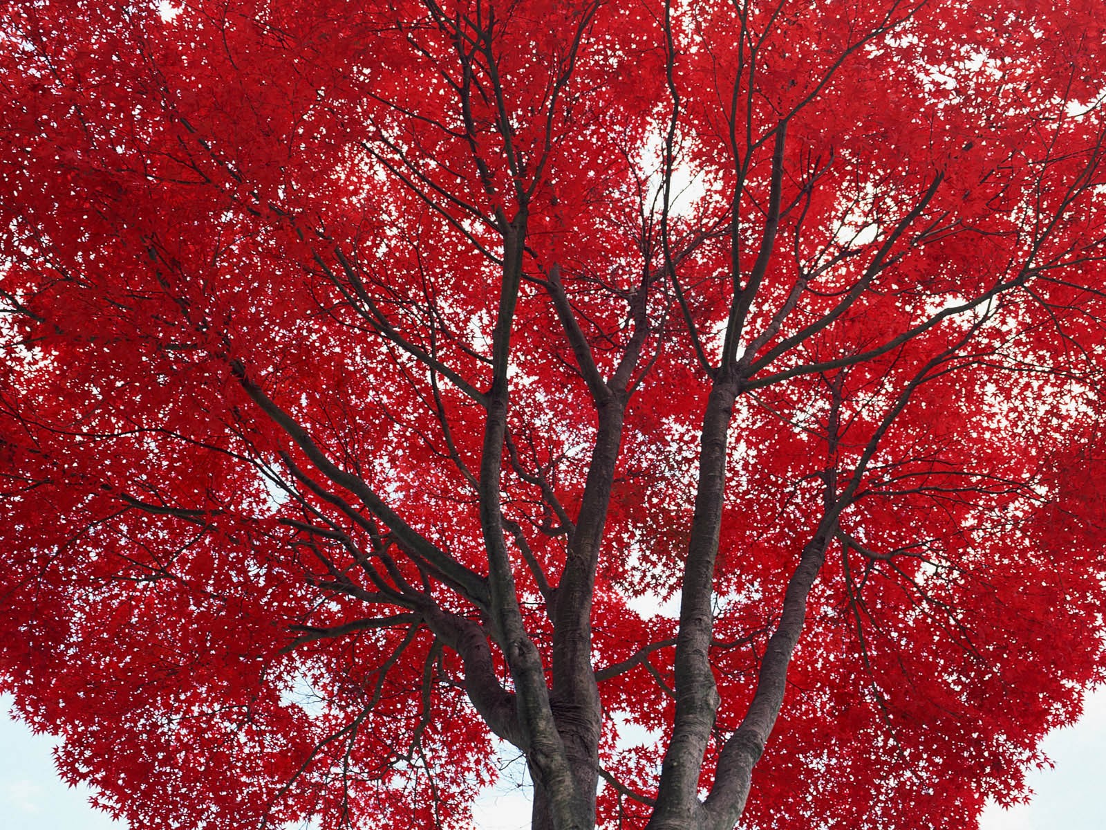 紅葉高清壁紙專輯 #14 - 1600x1200